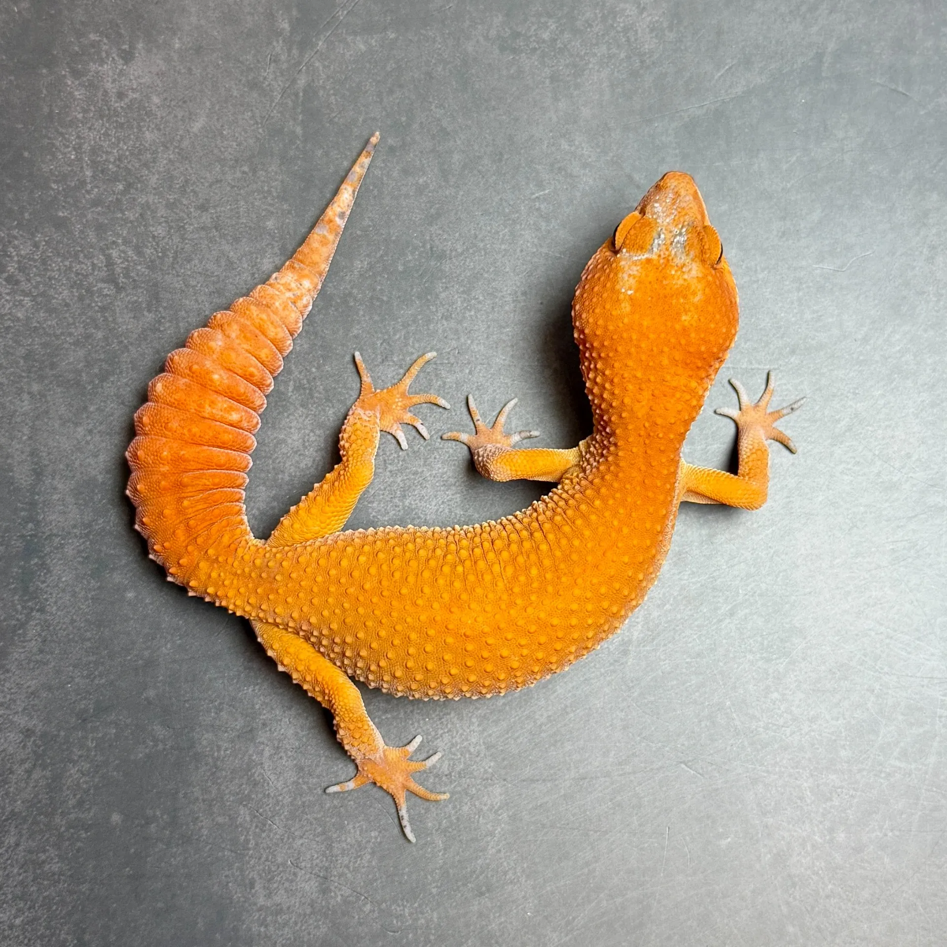 ヒョウモントカゲモドキ スーパーハイポタンジェリン(キャロットテール)♀