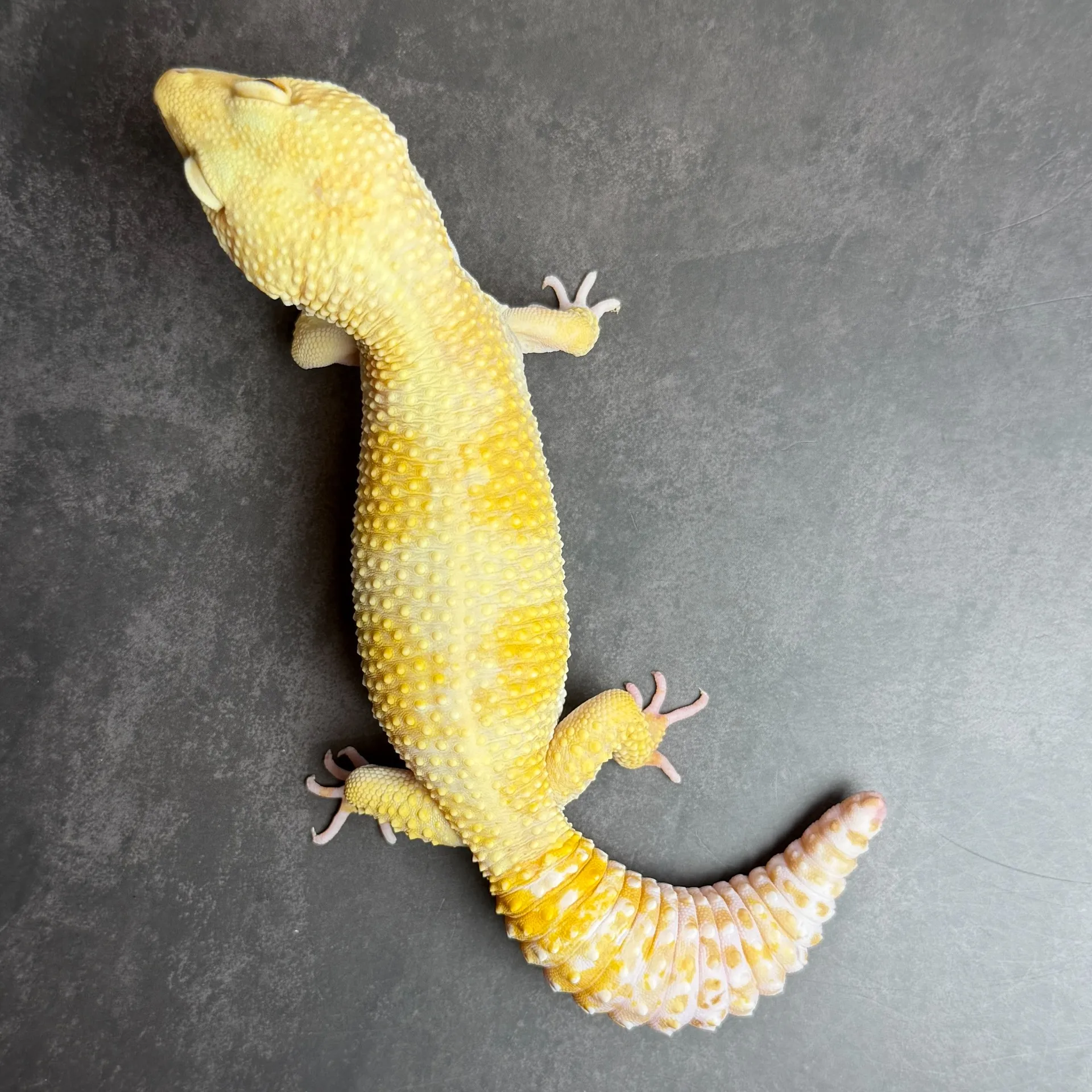 ヒョウモントカゲモドキ ジャイアント トレンパー♂