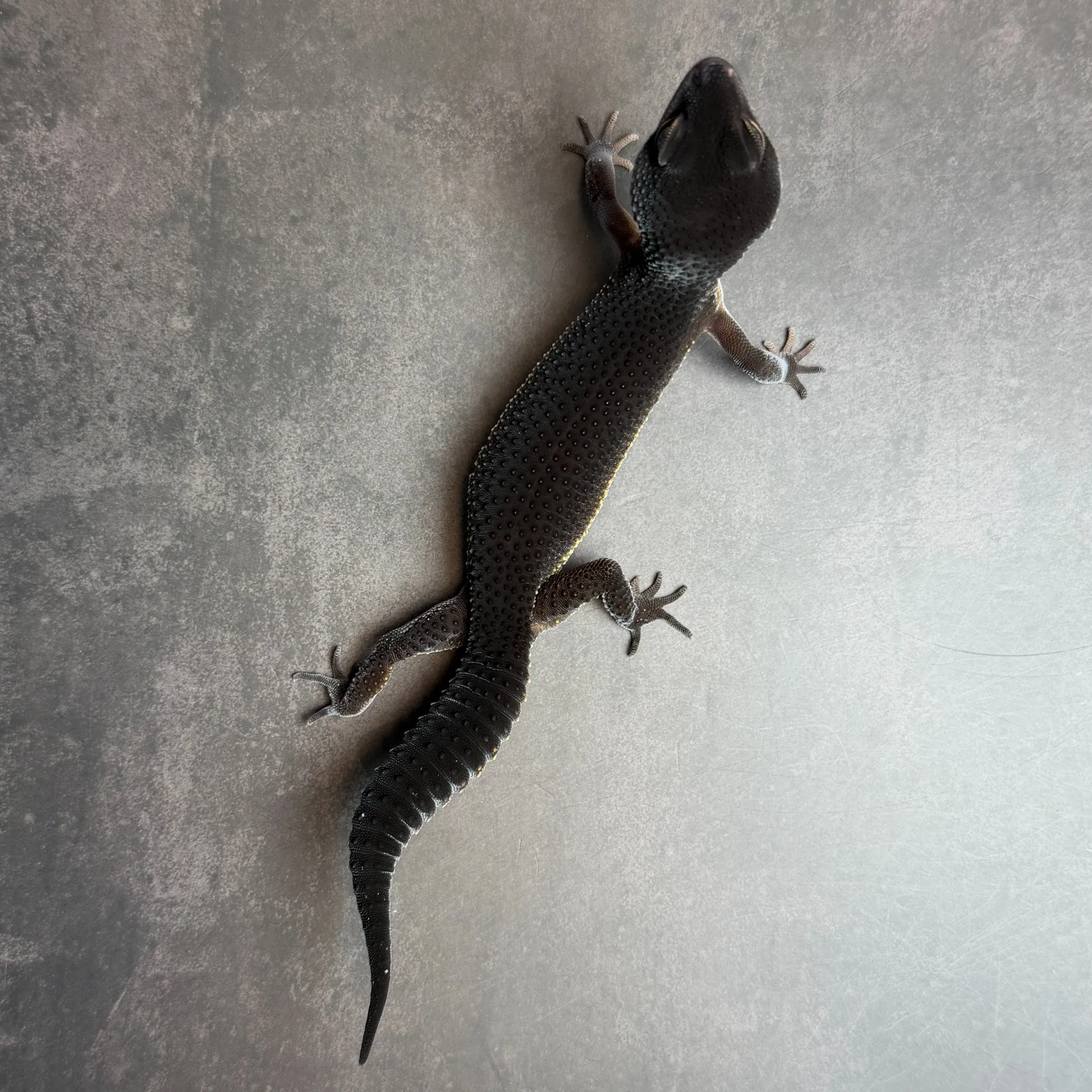 ヒョウモントカゲモドキ ブラックナイト♀