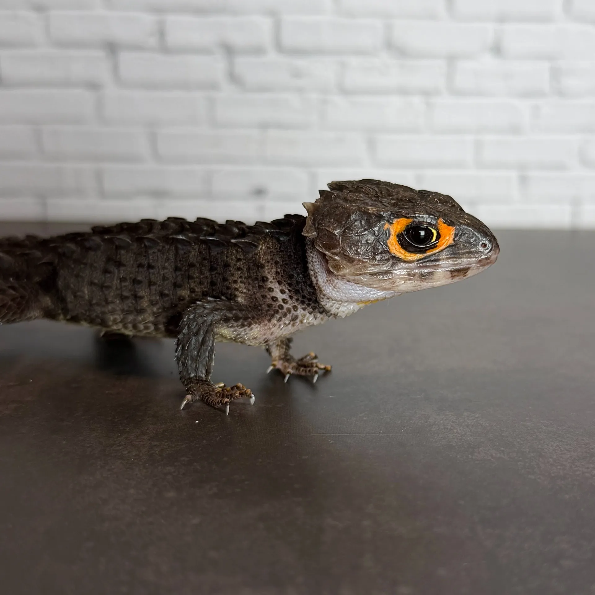 アカメカブトトカゲ