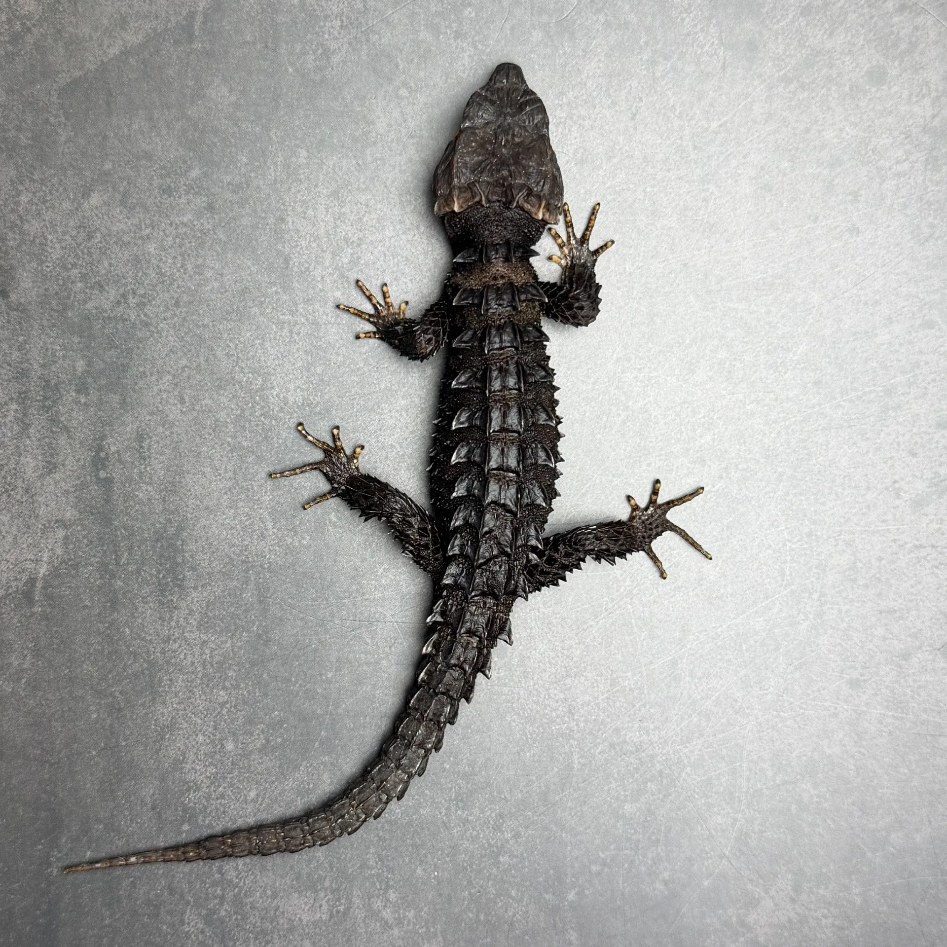 アカメカブトトカゲ