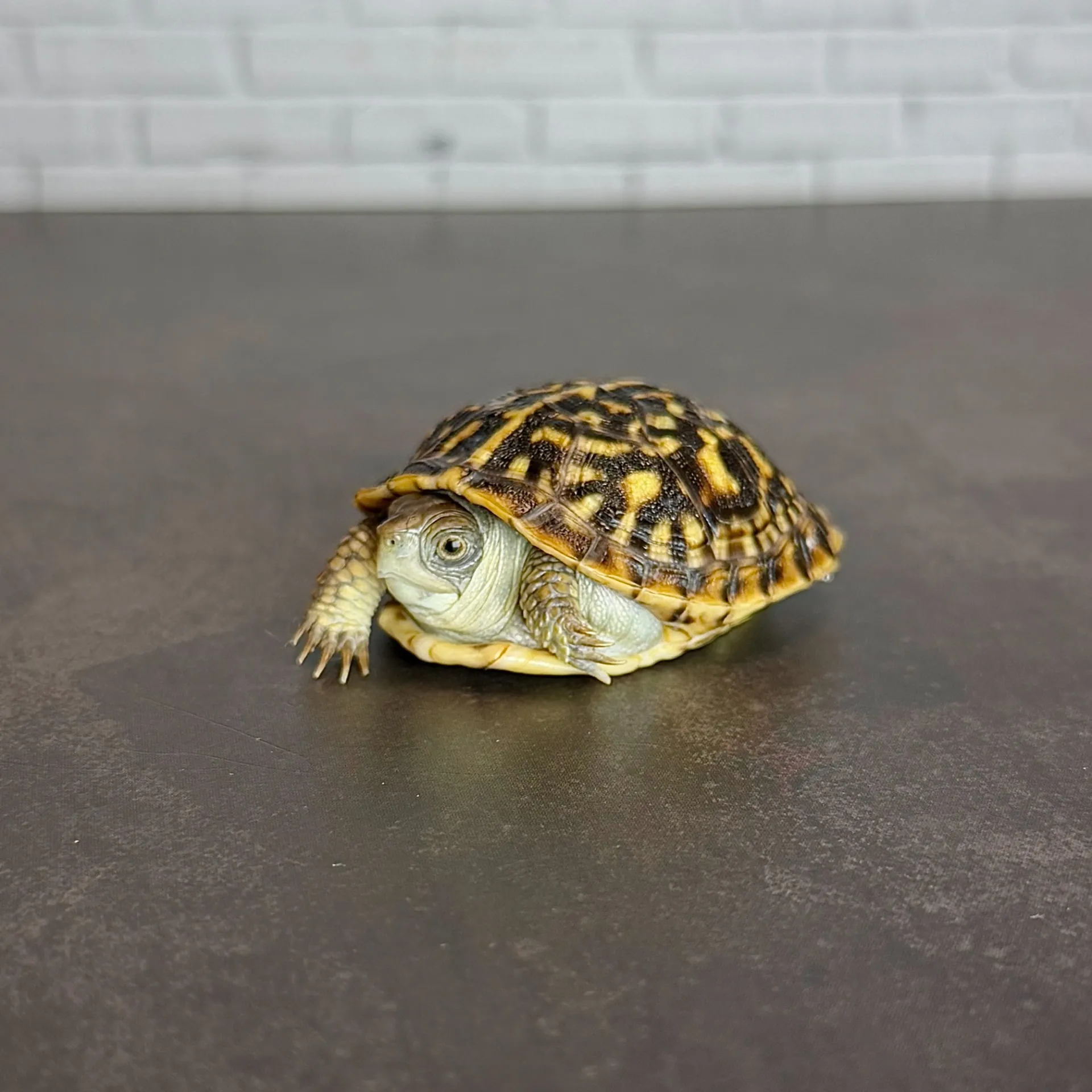 キタニシキハコガメ4.5cm