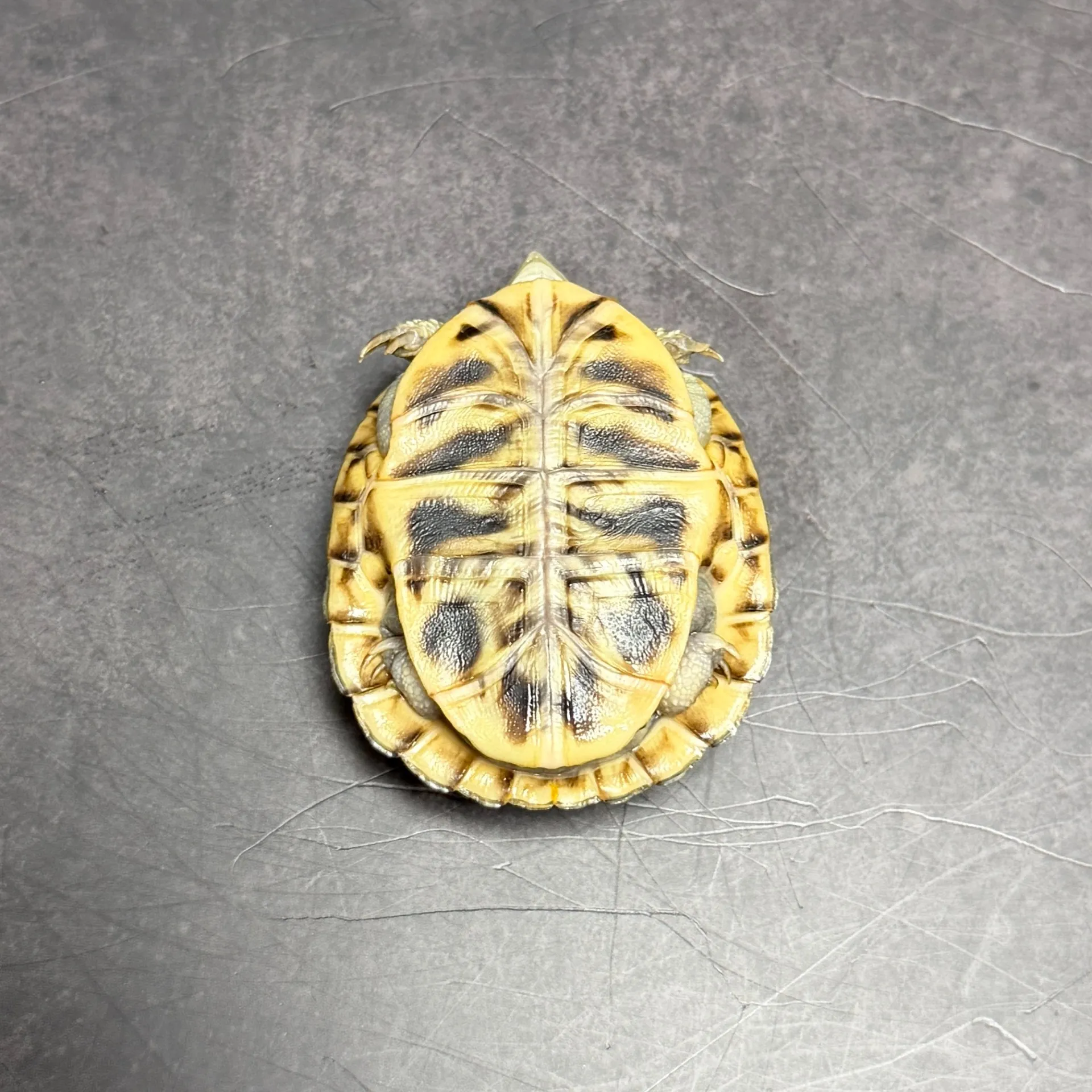 キタニシキハコガメ4.5cm