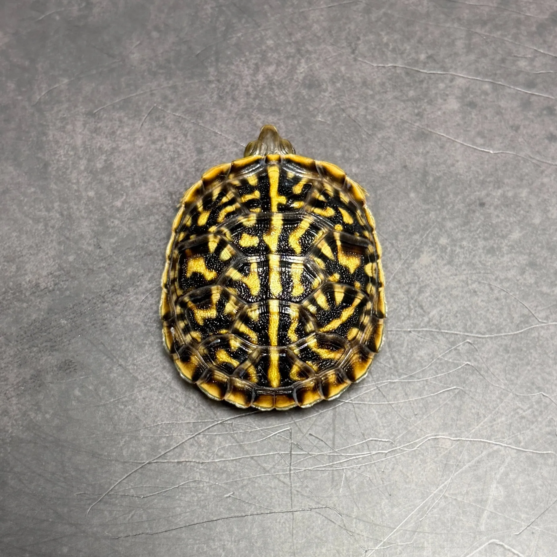 キタニシキハコガメ4.5cm