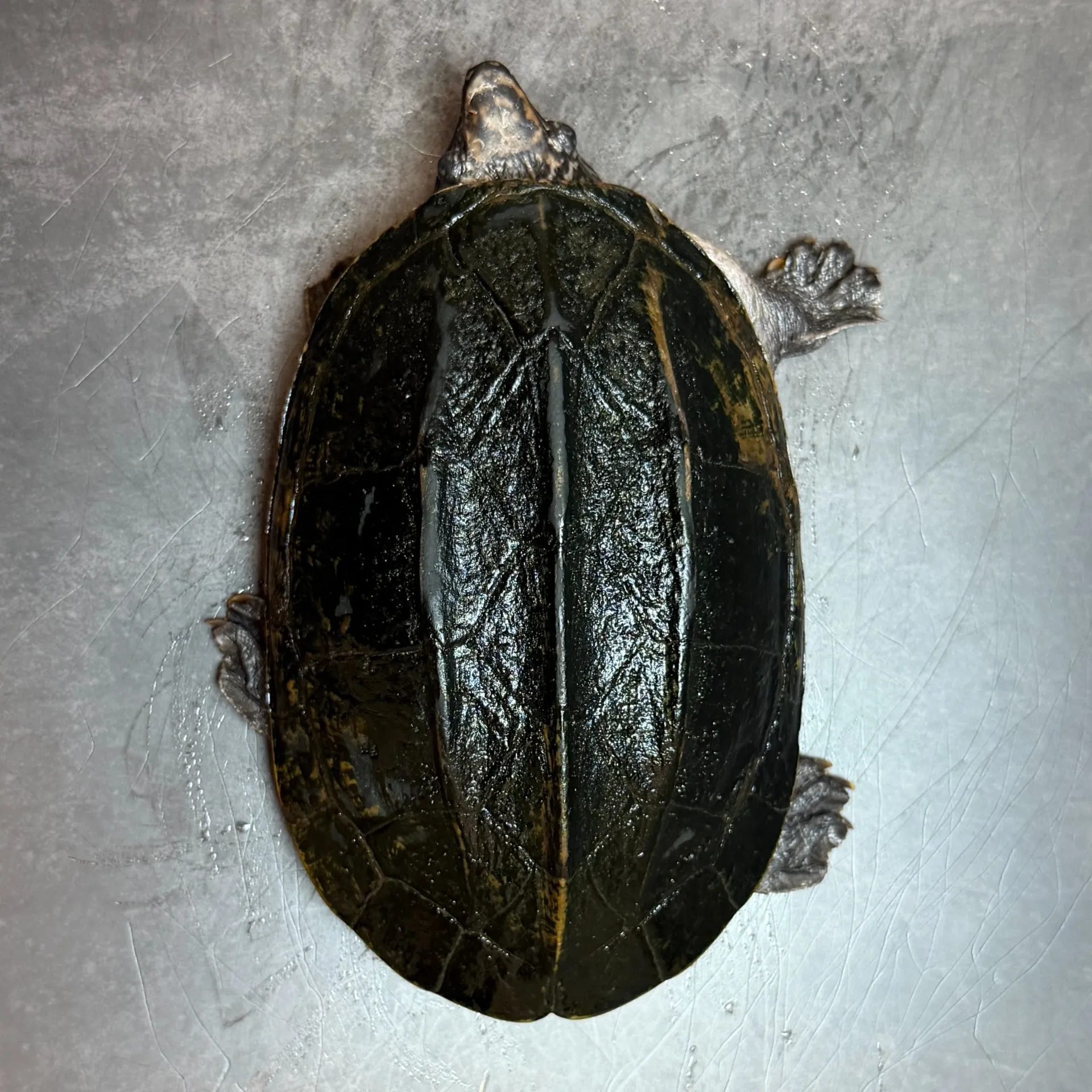 ジャイアントマスクタートル♀14cm