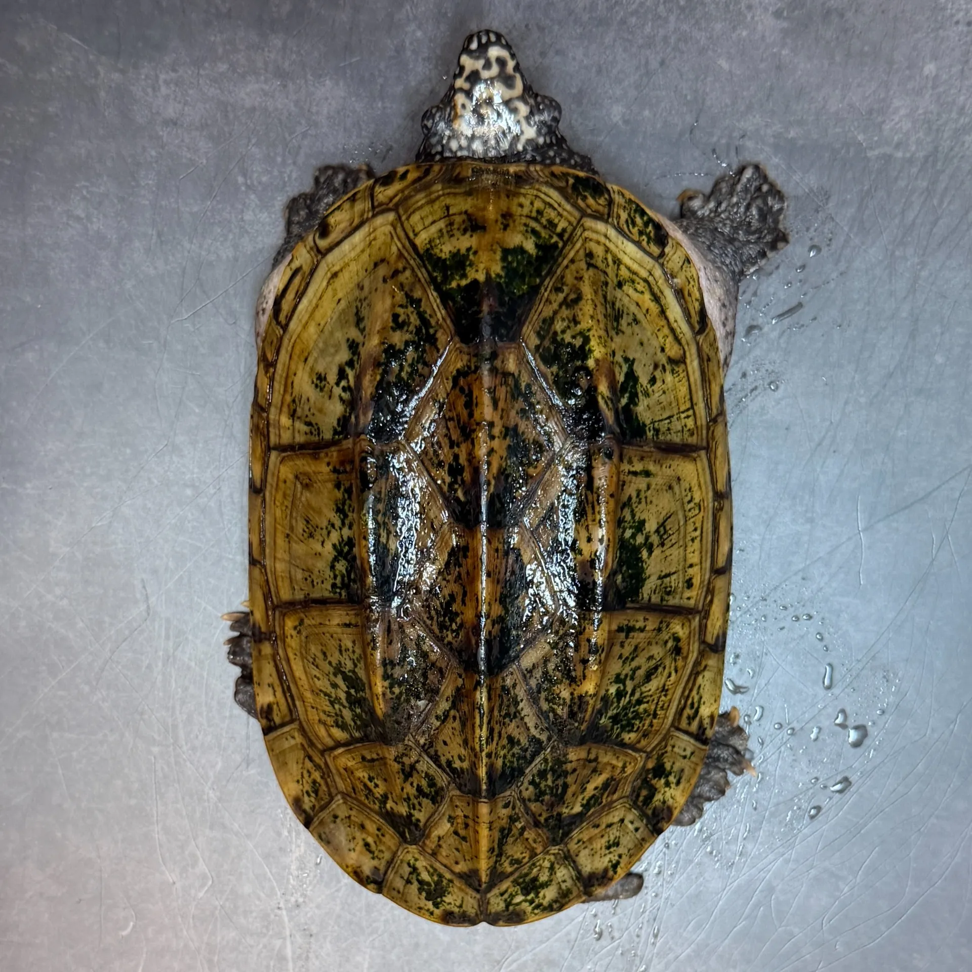 ジャイアントマスクタートル♂16cm
