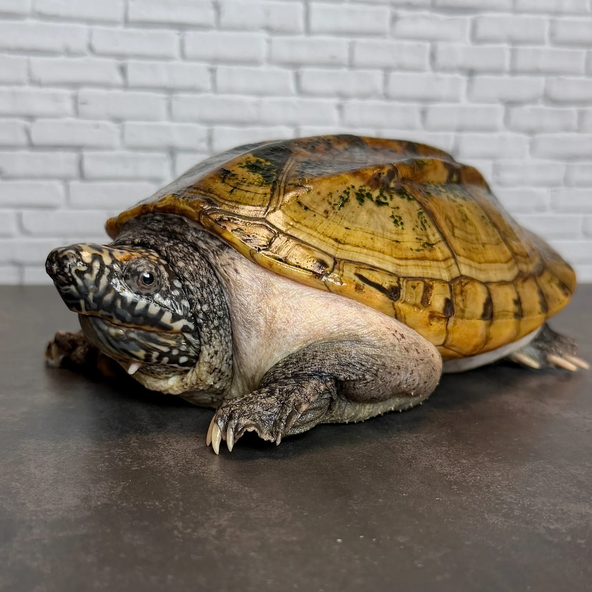 ジャイアントマスクタートル♂16cm