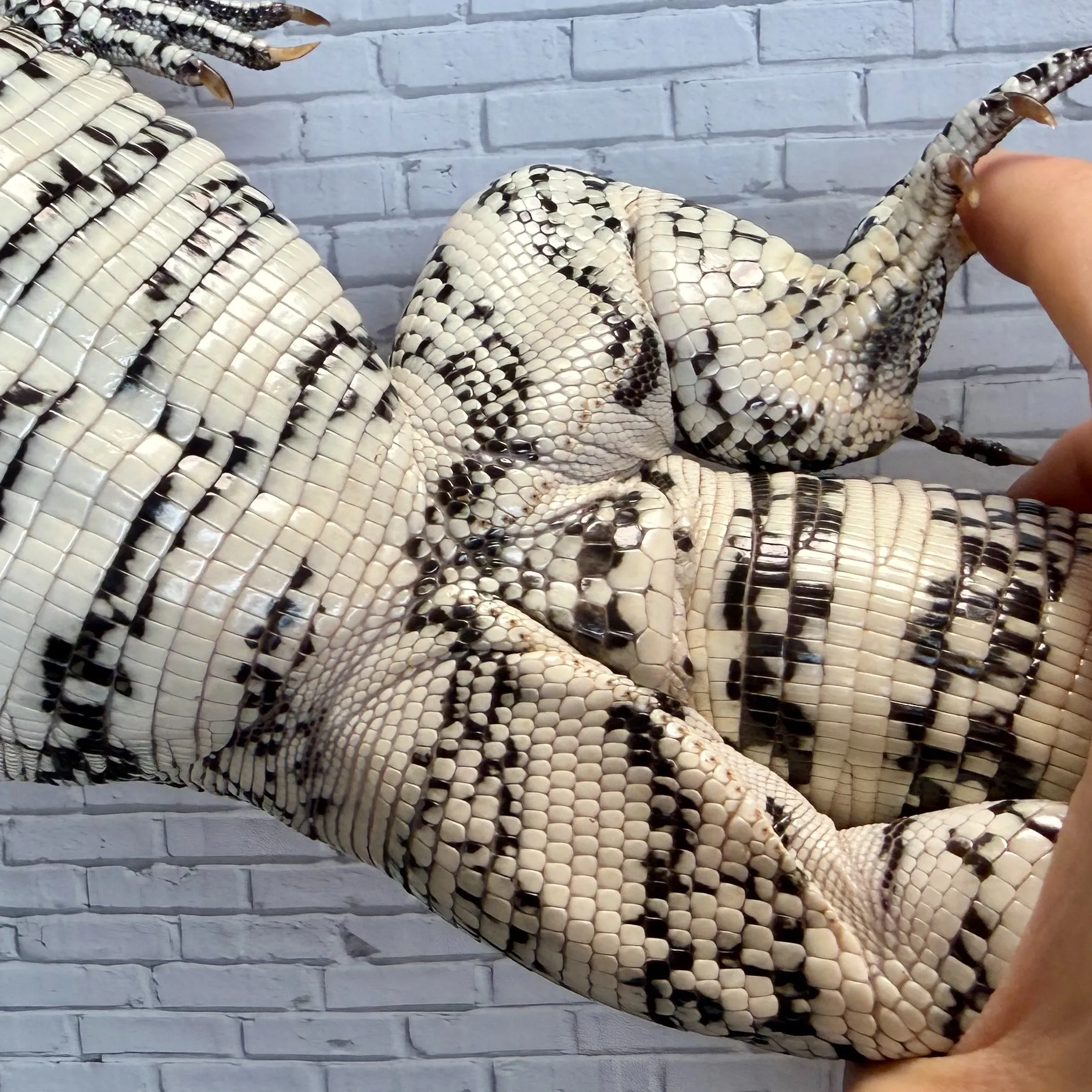 ブルーテグー♀