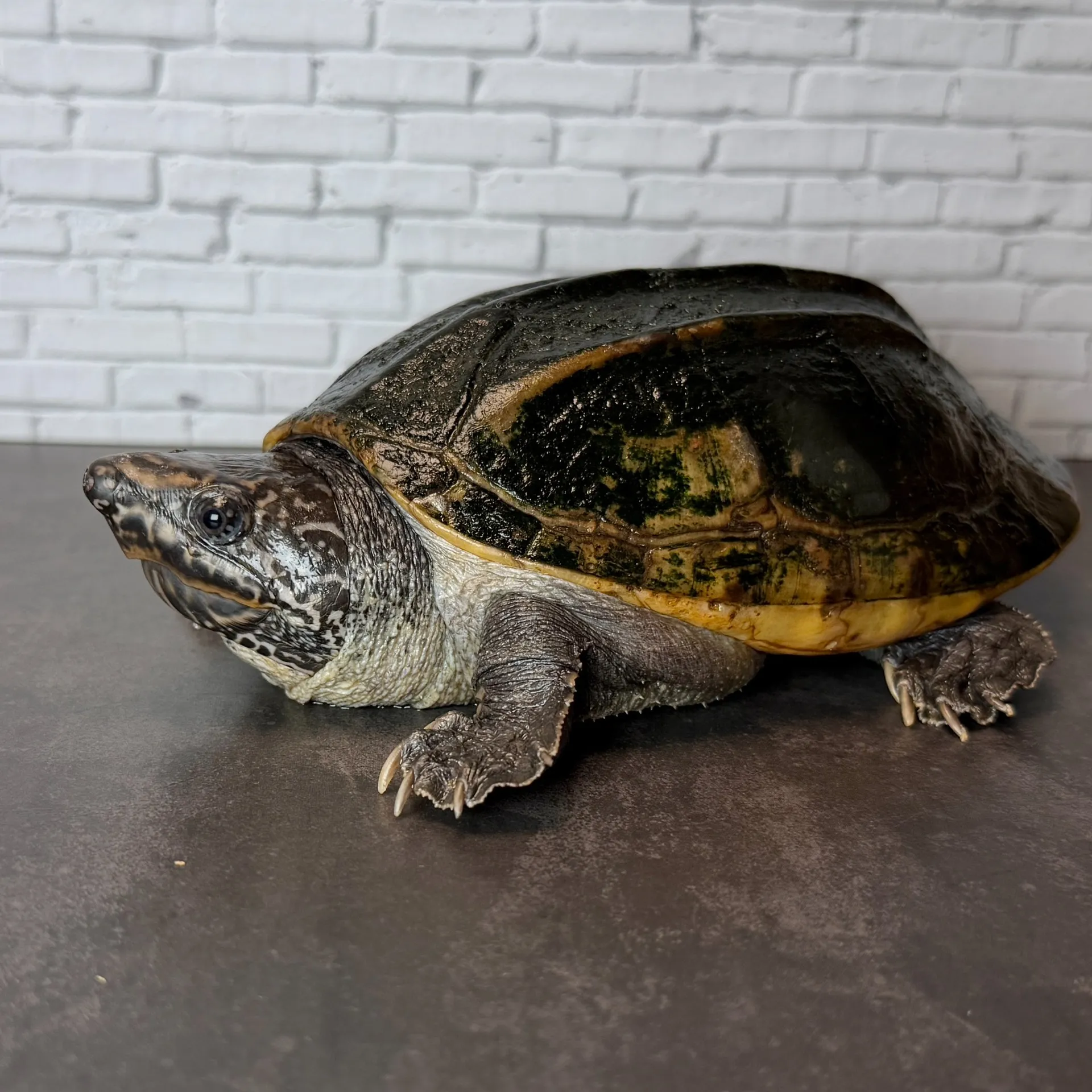 ジャイアントマスクタートル♀14cm