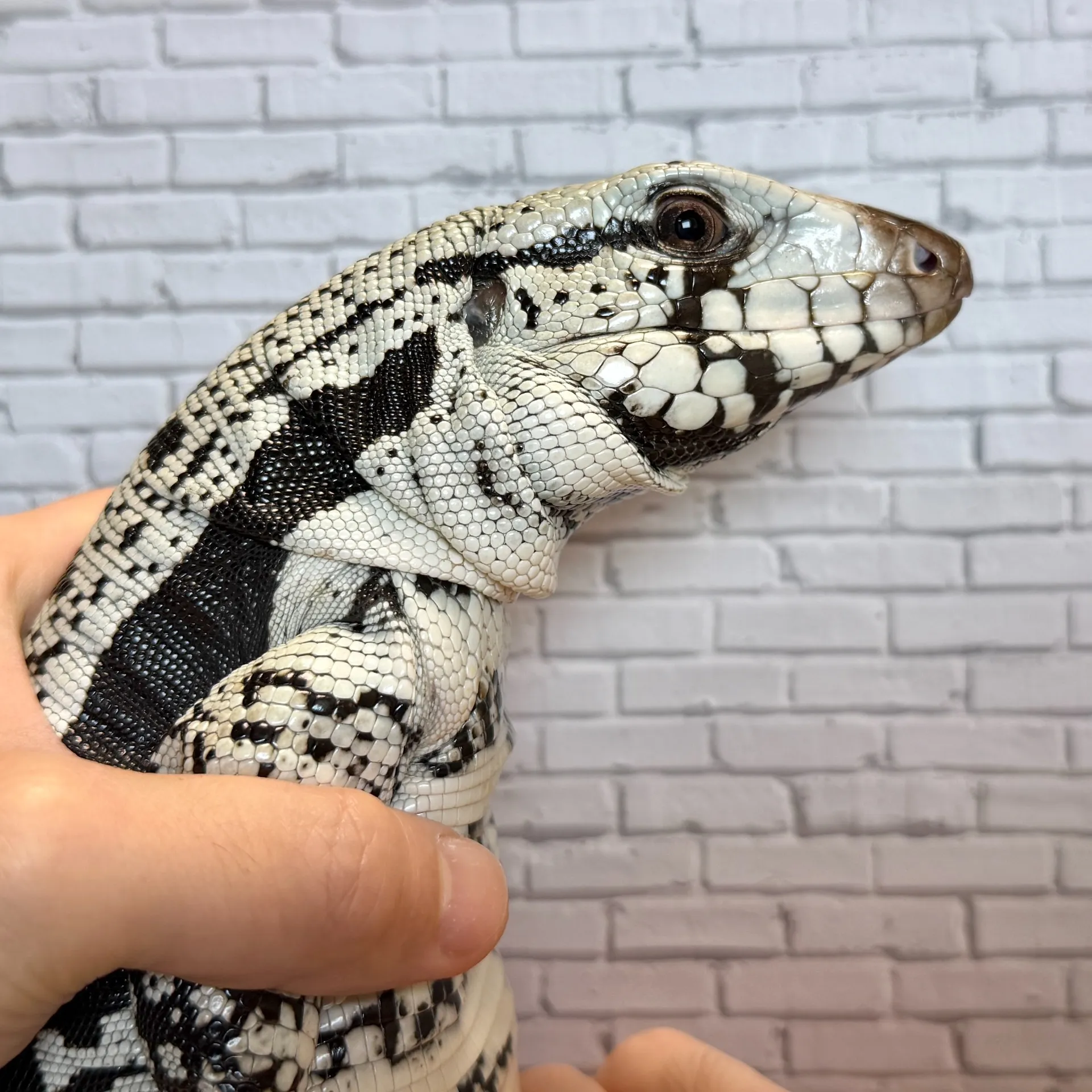 ブルーテグー♀