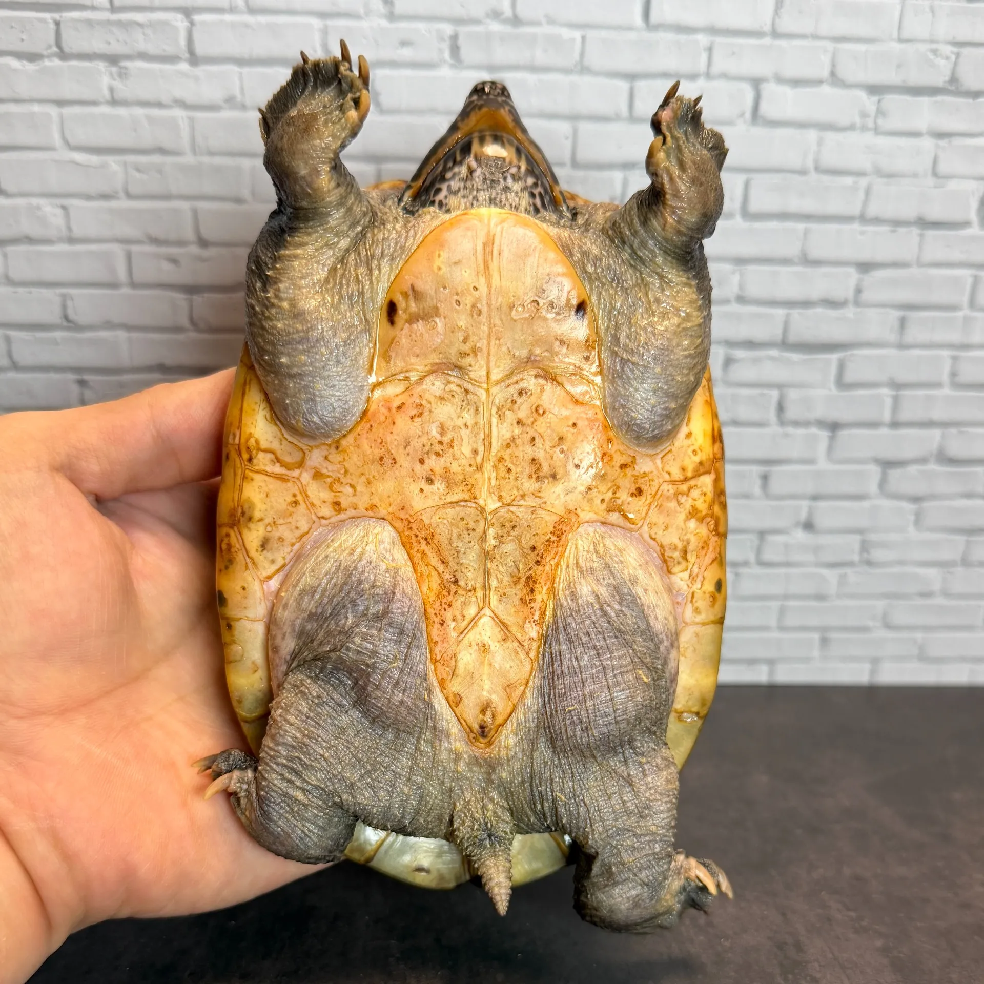 ジャイアントマスクタートル♀14cm