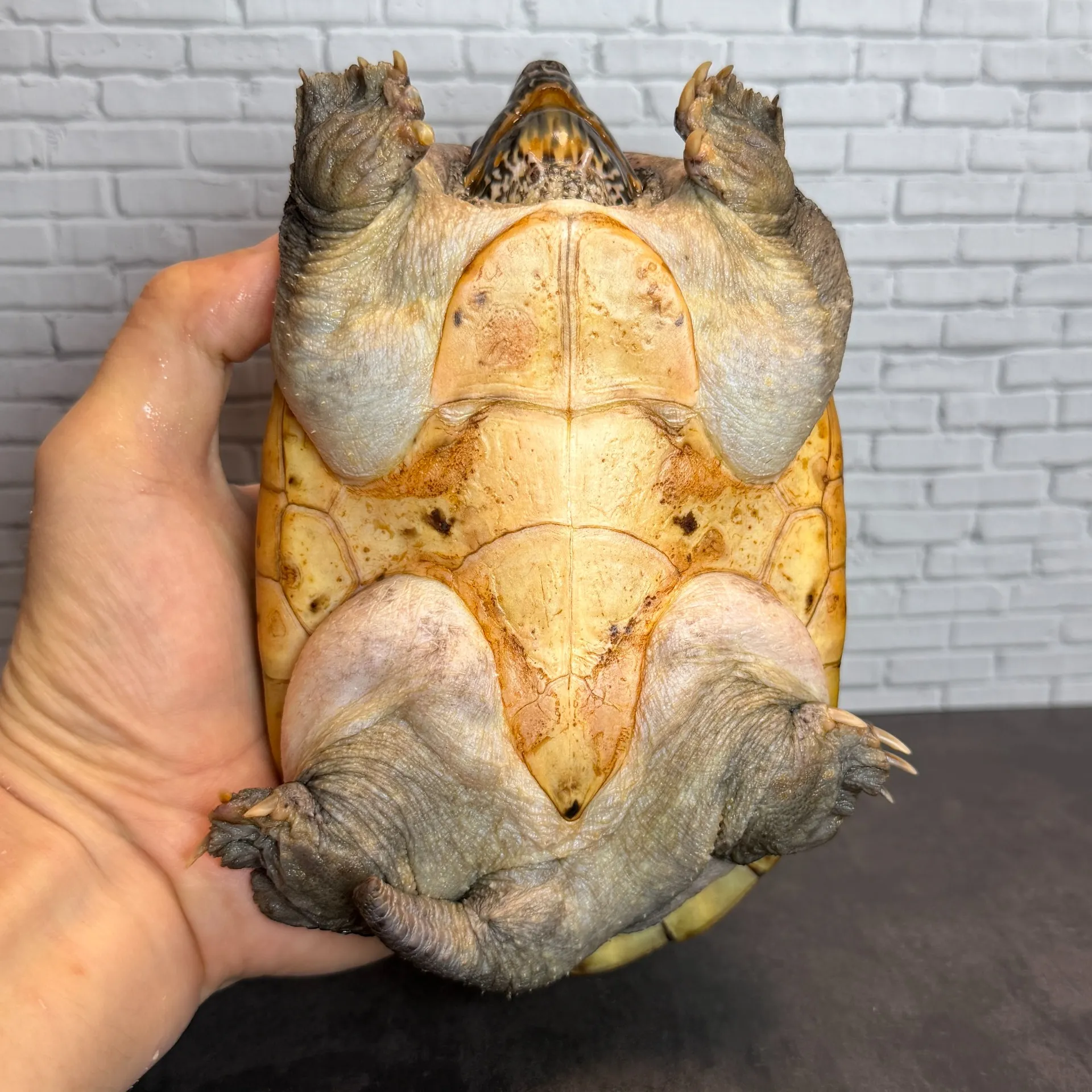 ジャイアントマスクタートル♂16cm