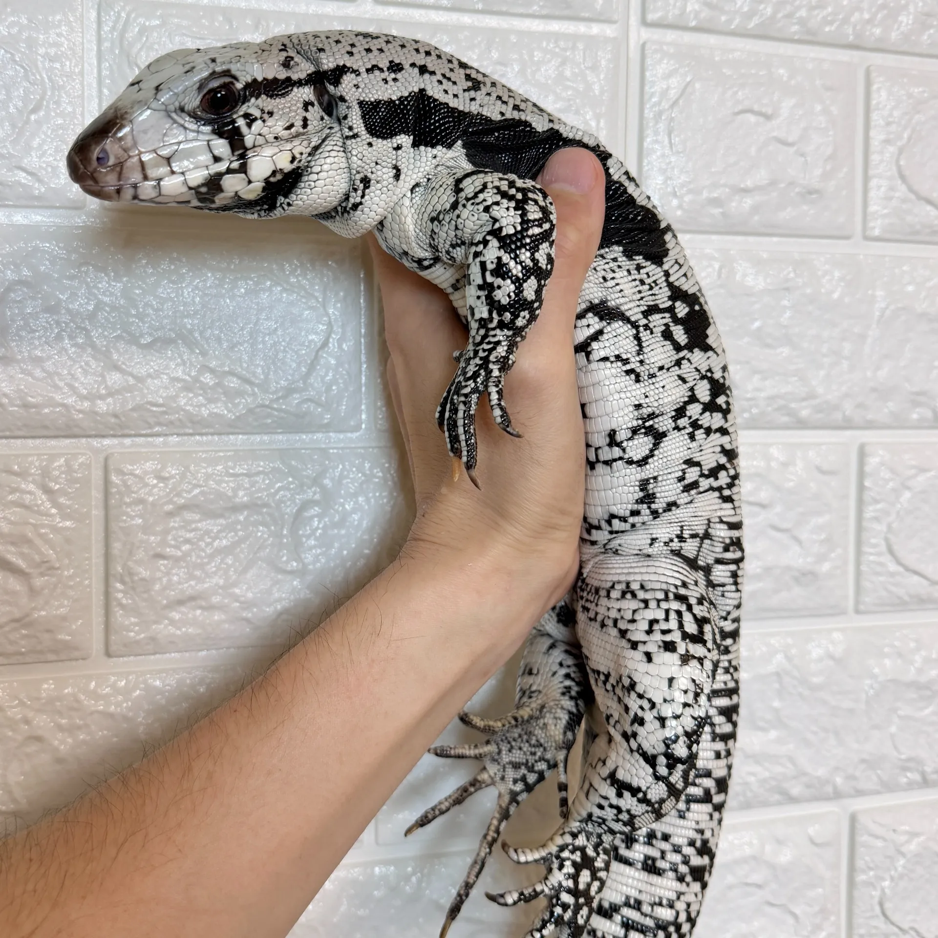 ブルーテグー♀