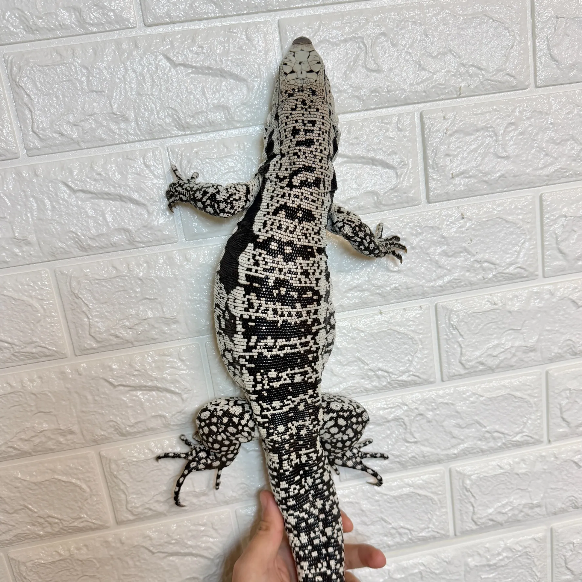 ブルーテグー♀