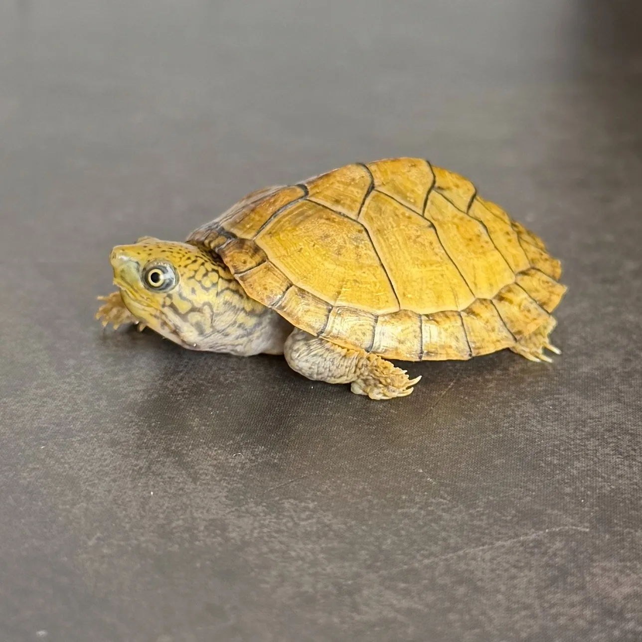 スジクビヒメニオイガメ