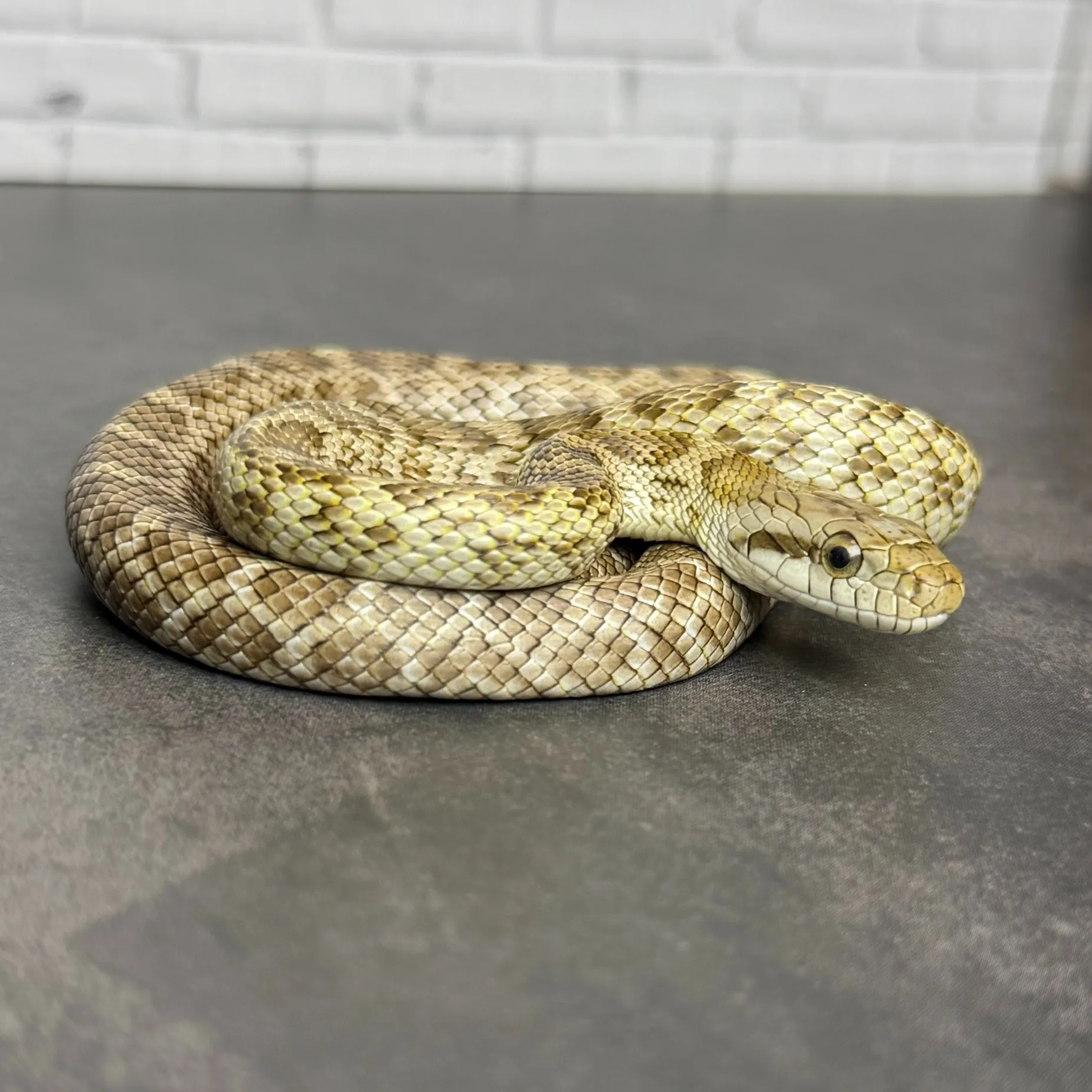 アオダイショウ 100%hetアルビノ