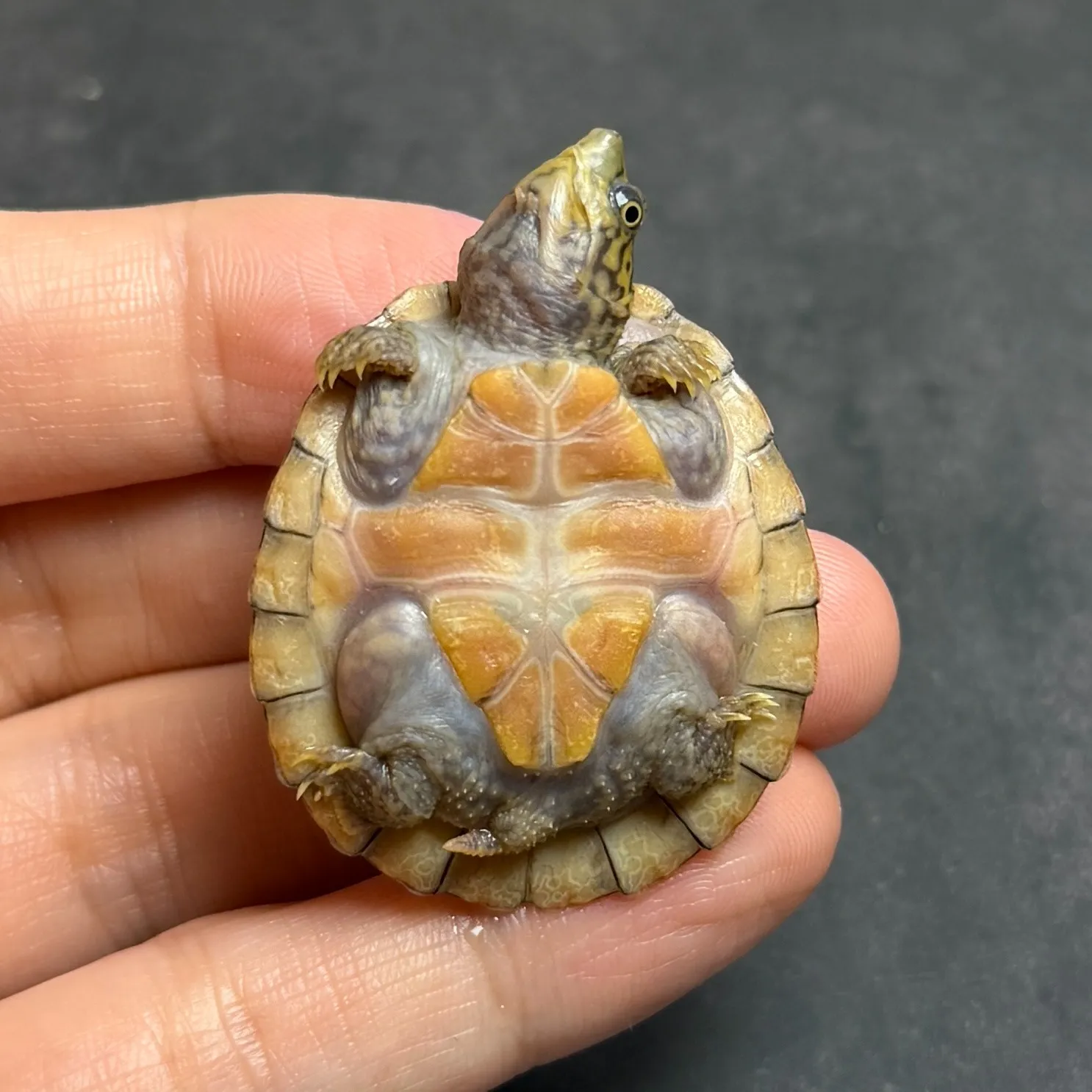 スジクビヒメニオイガメ