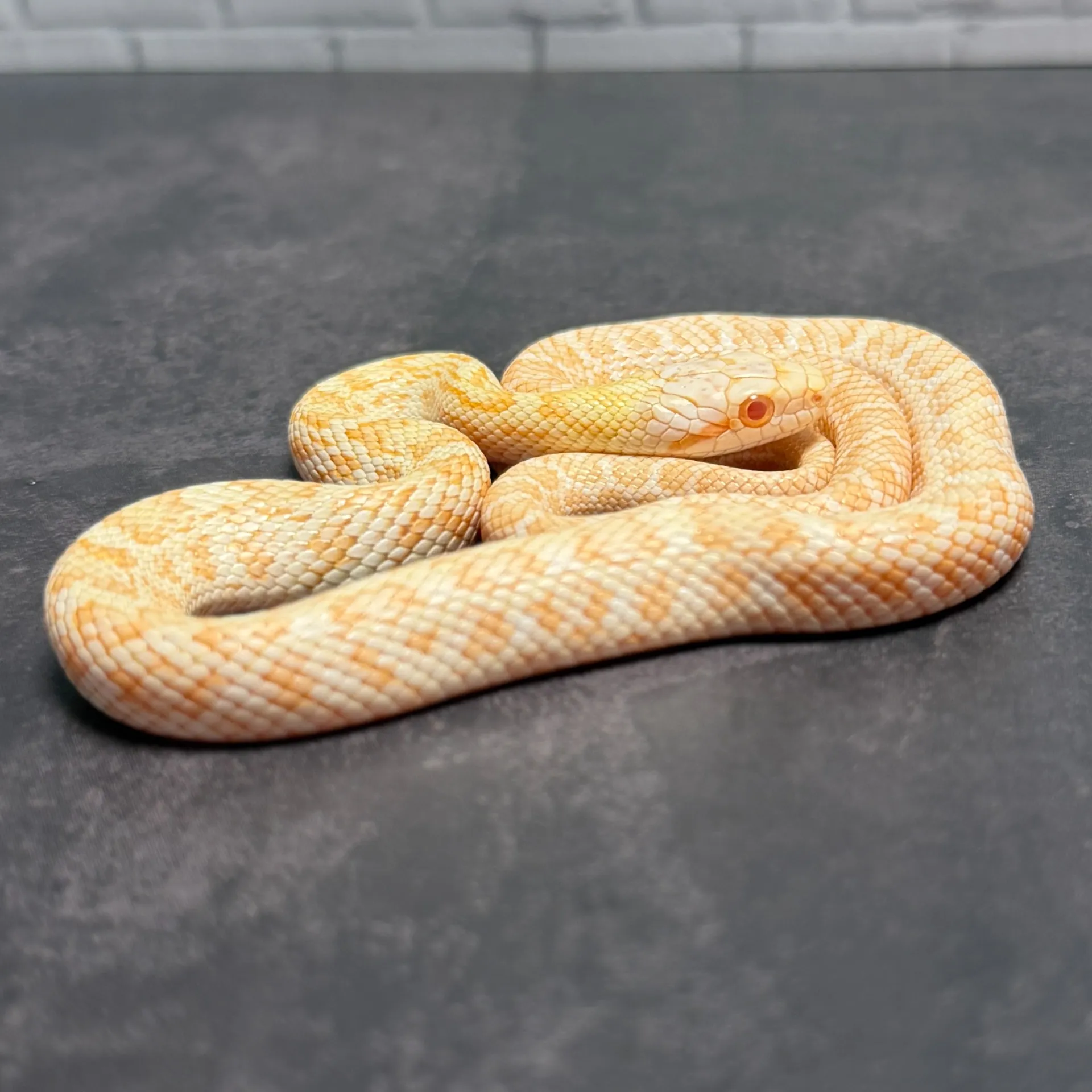 アオダイショウ アルビノ