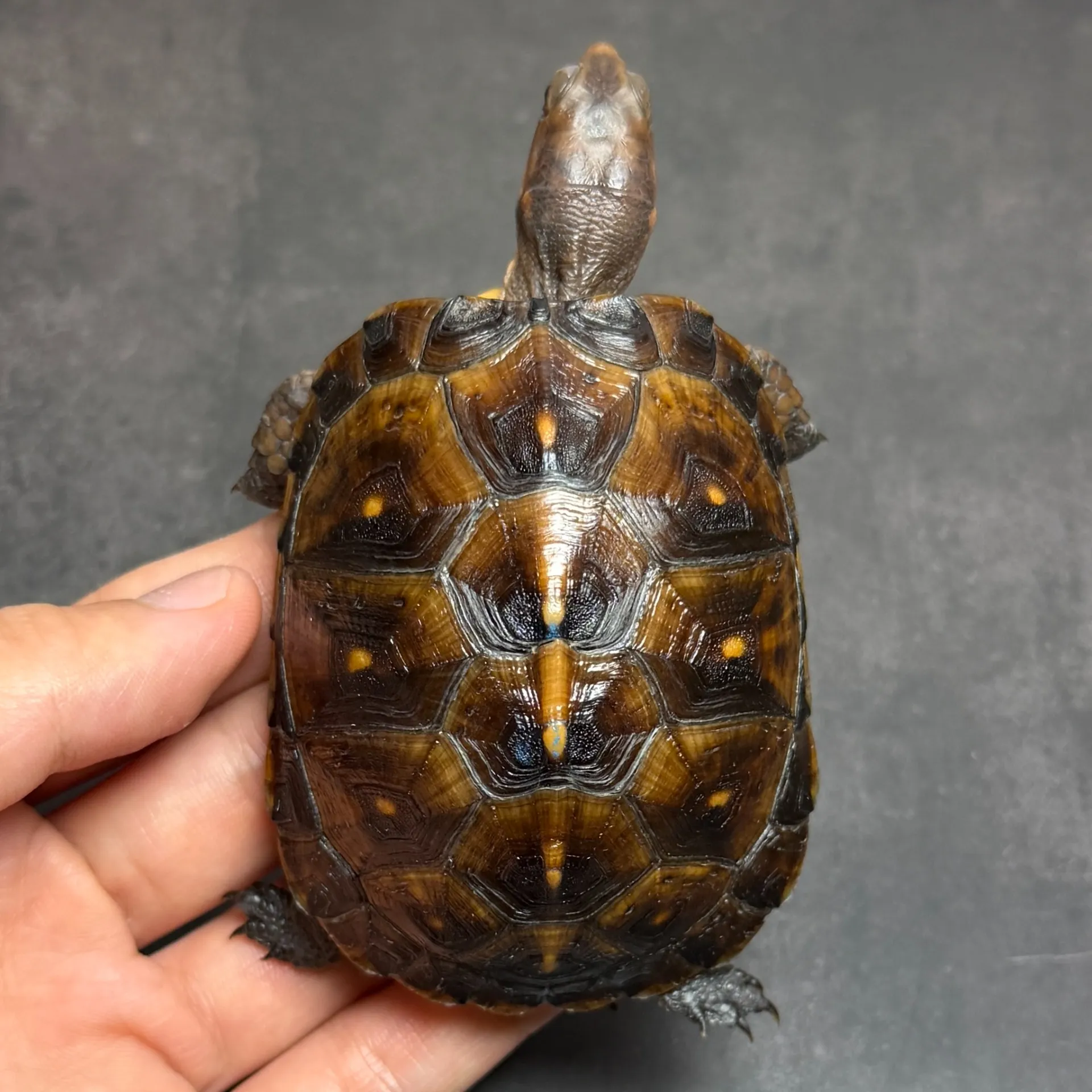 トウブハコガメ