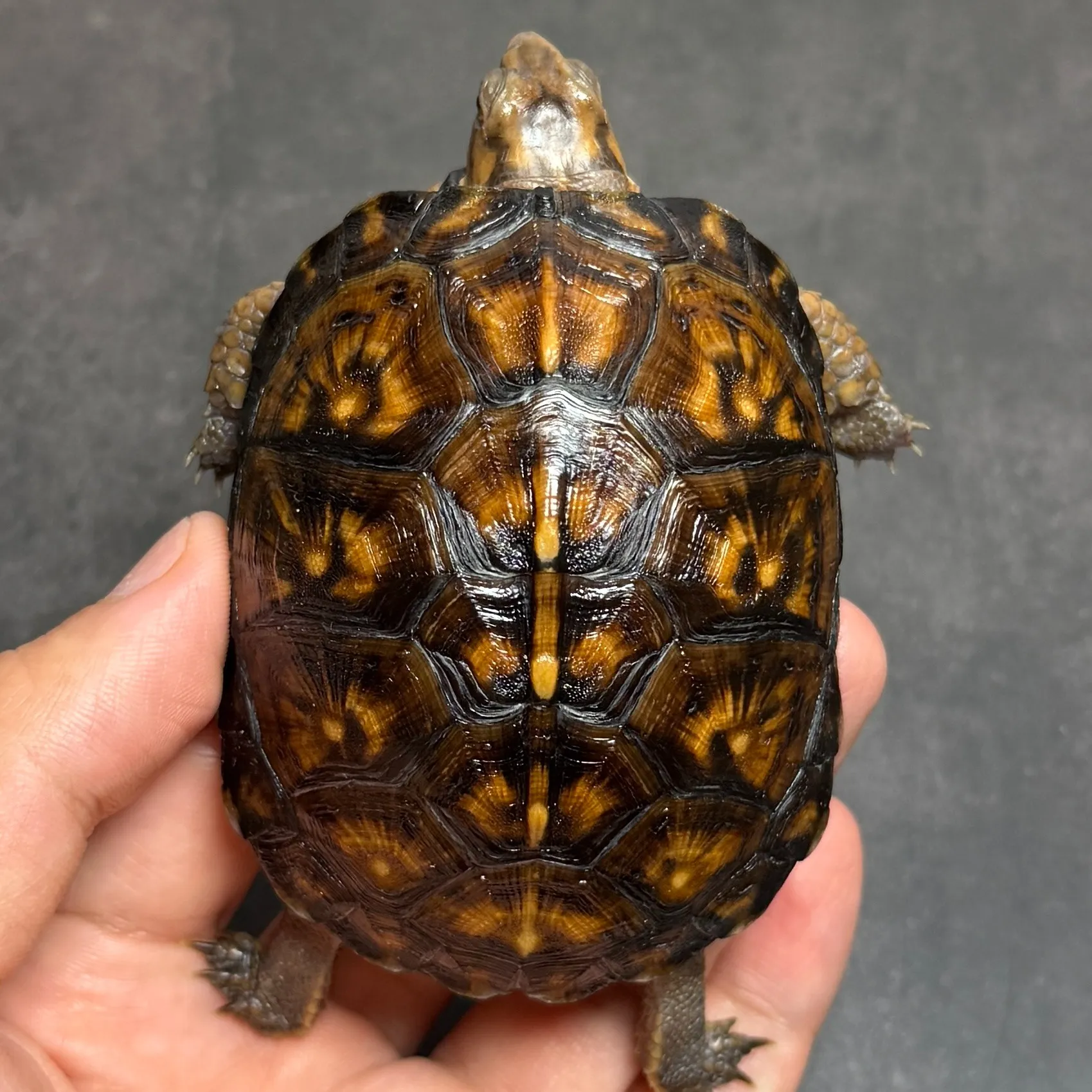 トウブハコガメ