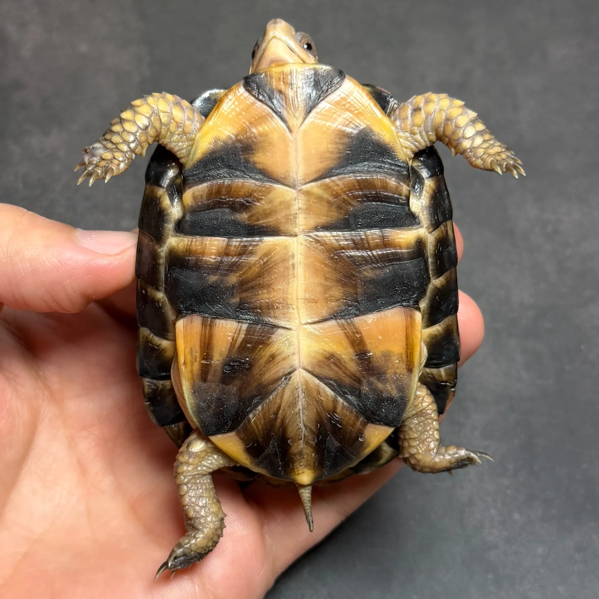 トウブハコガメ