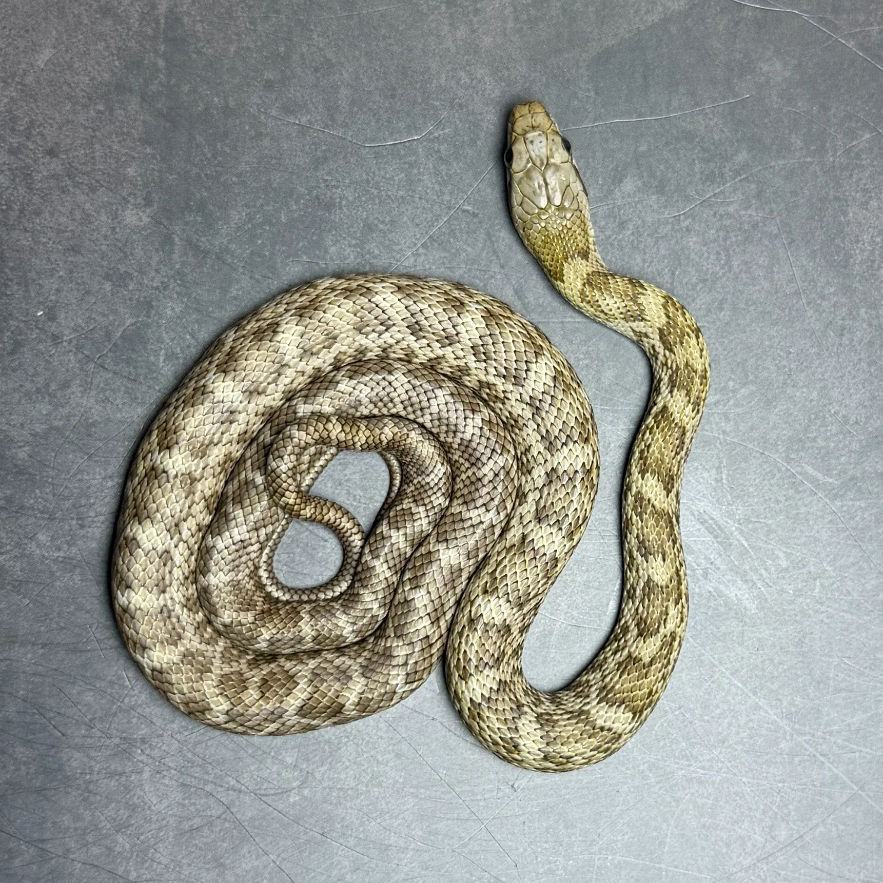 アオダイショウ 100%hetアルビノ