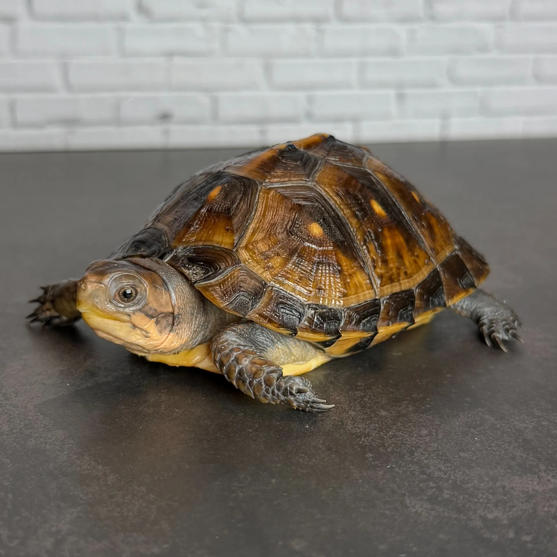 トウブハコガメ