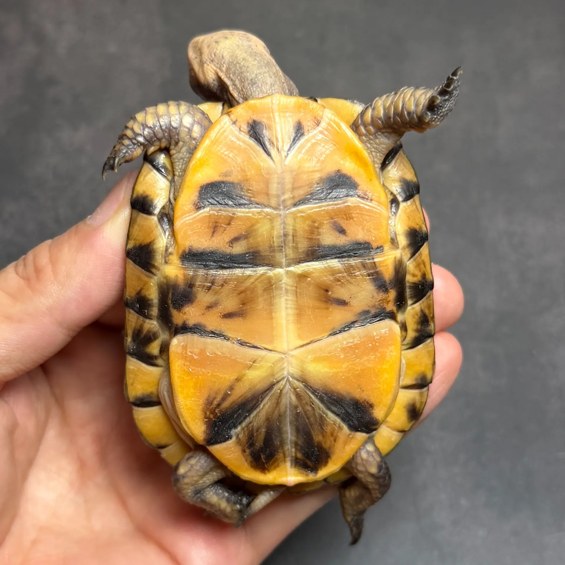 トウブハコガメ