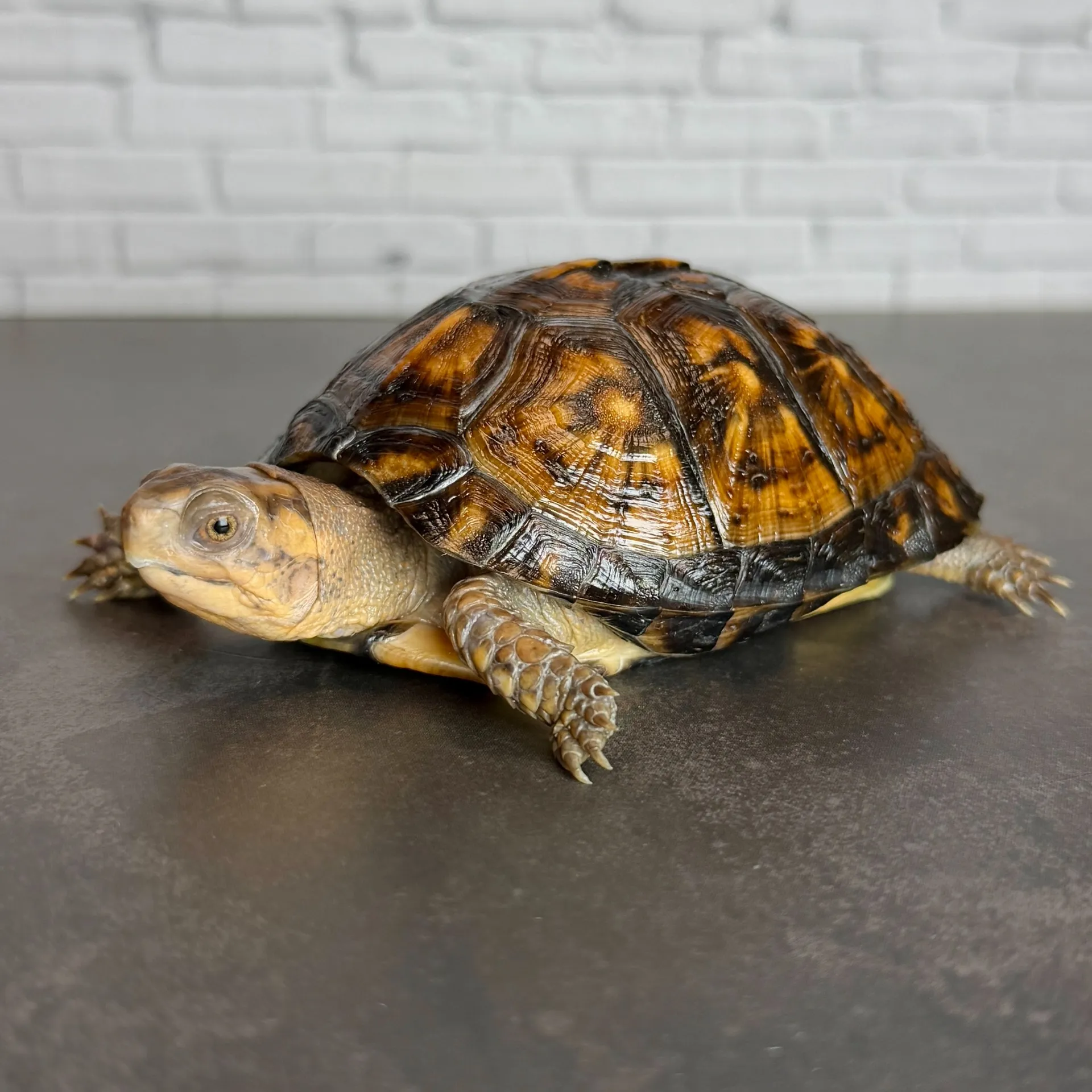 トウブハコガメ