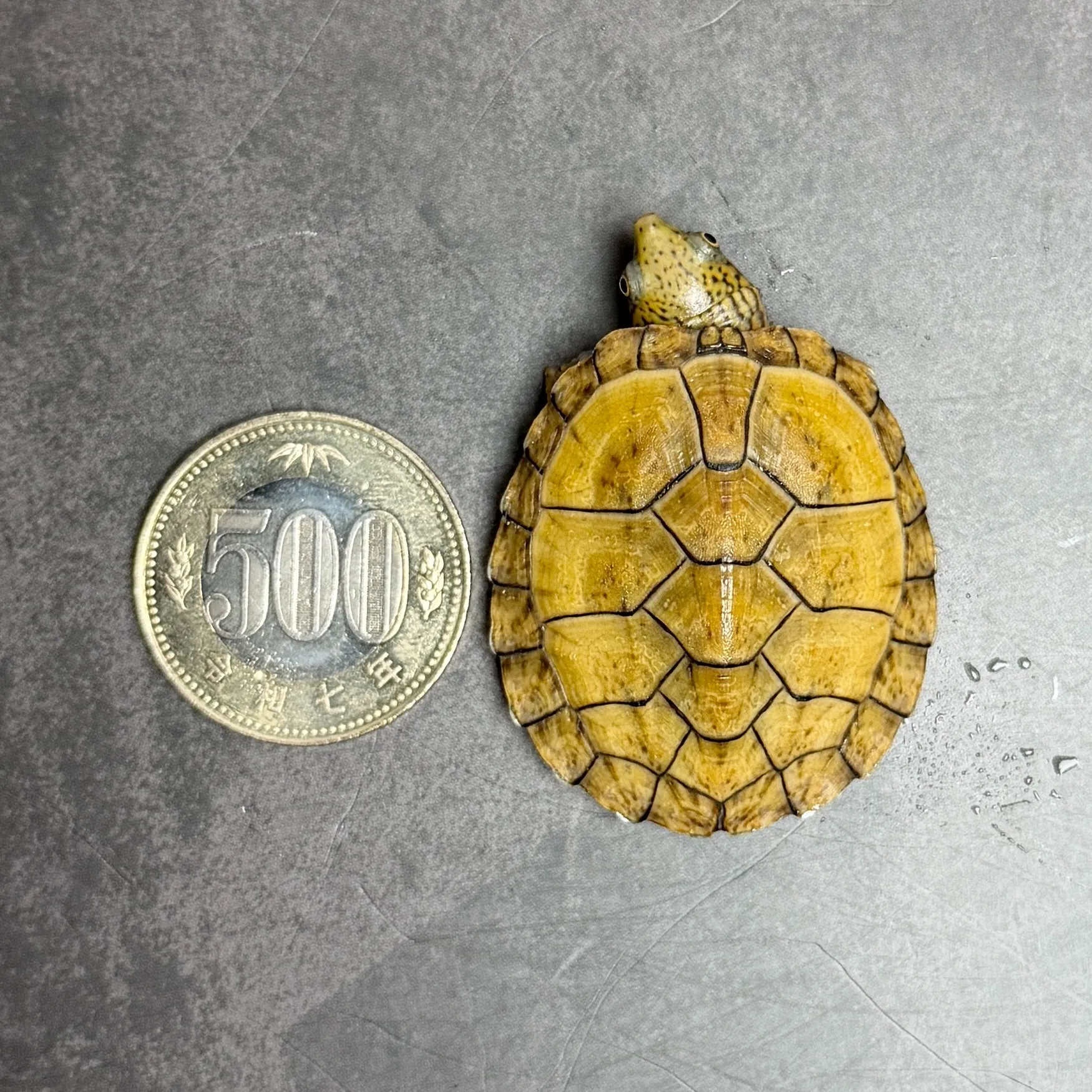 スジクビヒメニオイガメ