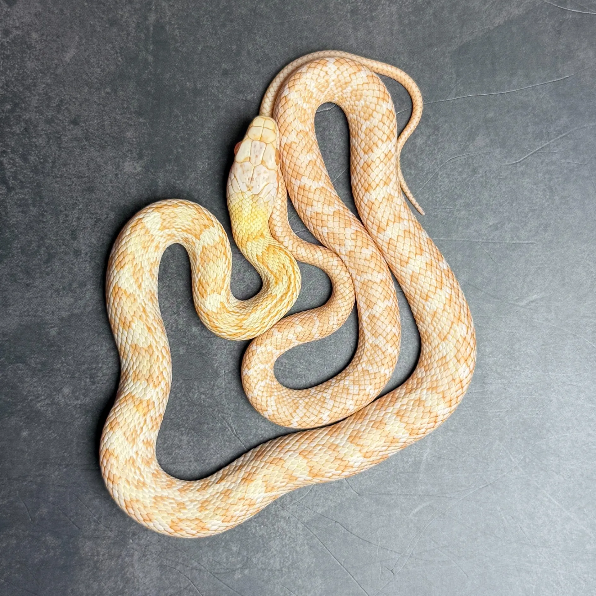 アオダイショウ アルビノ