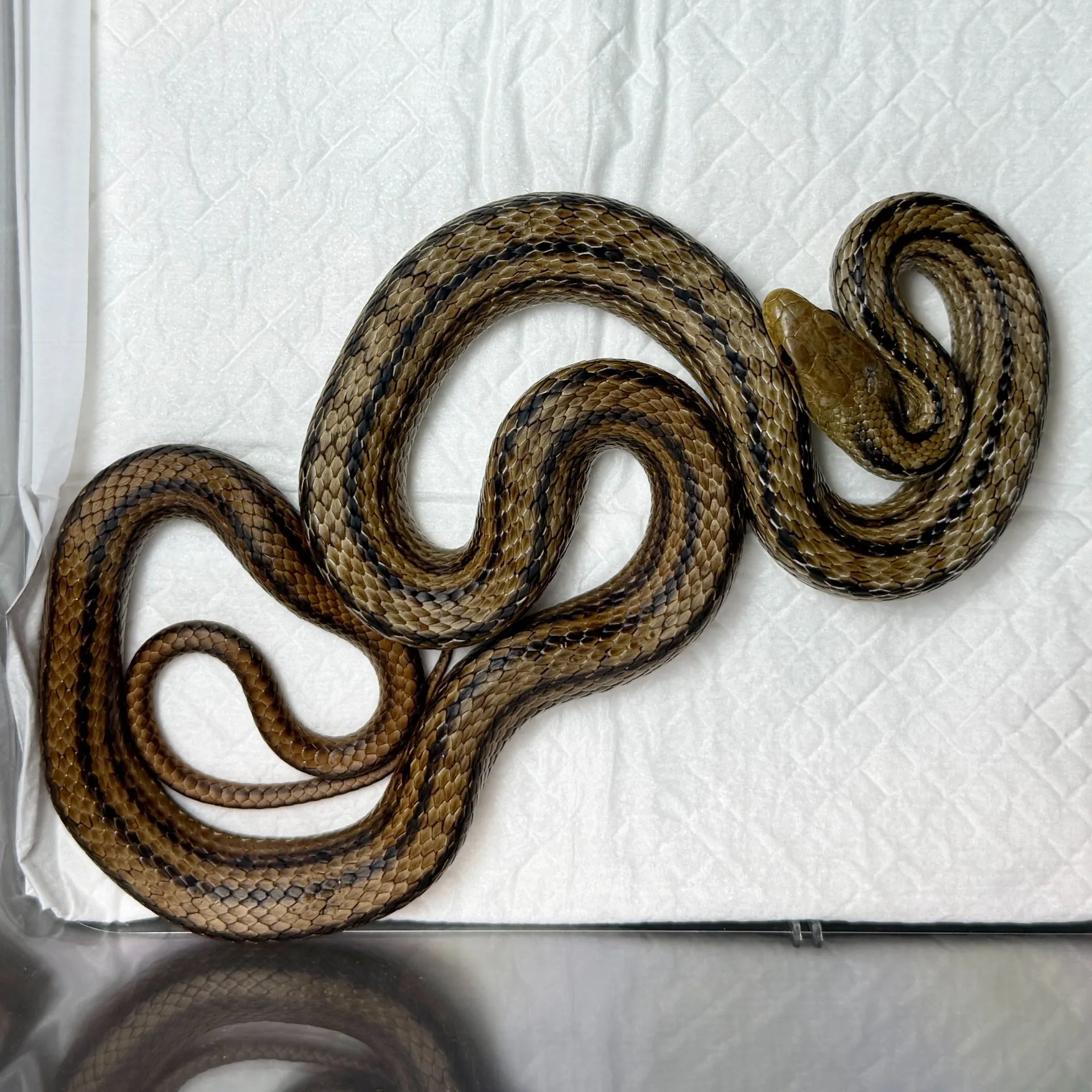 wcシマヘビ ペア