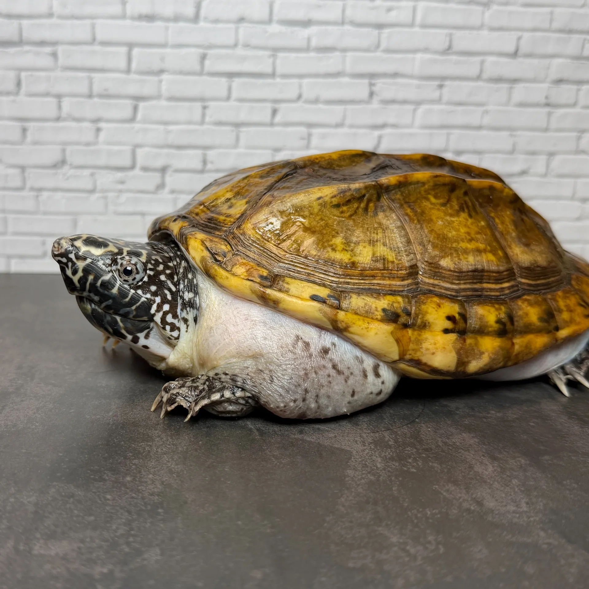 ジャイアントマスクタートル♀（17cm）