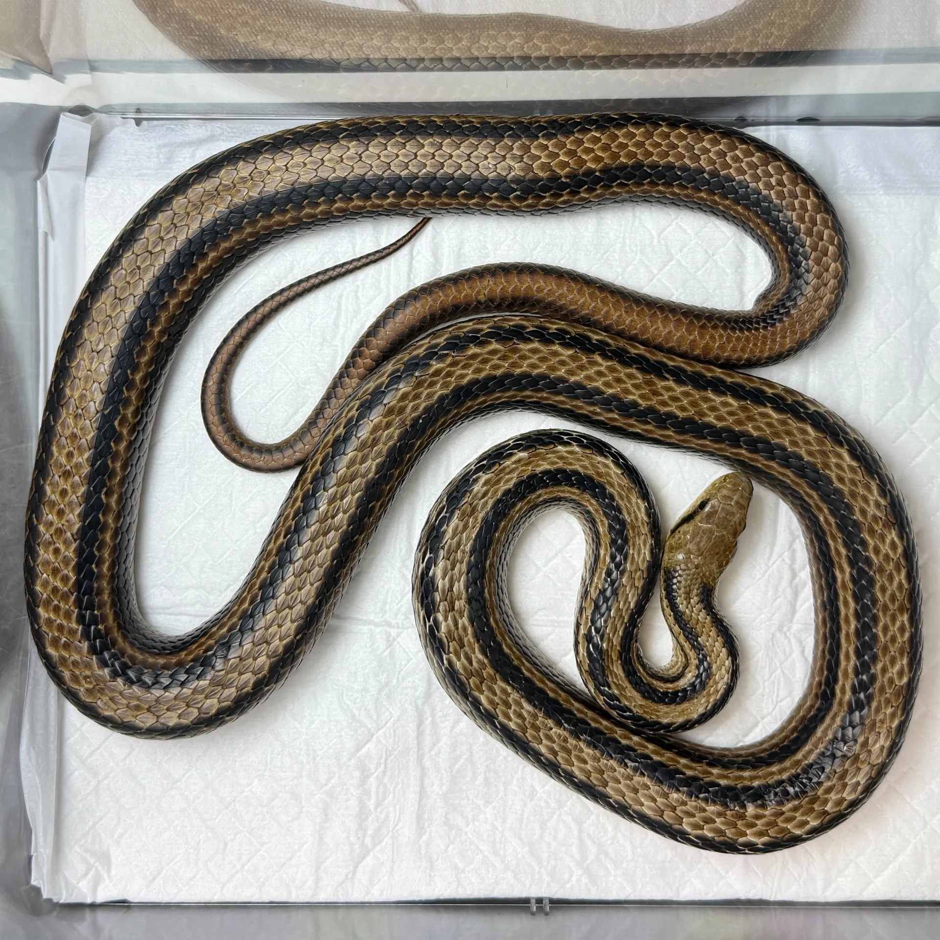 wcシマヘビ ペア