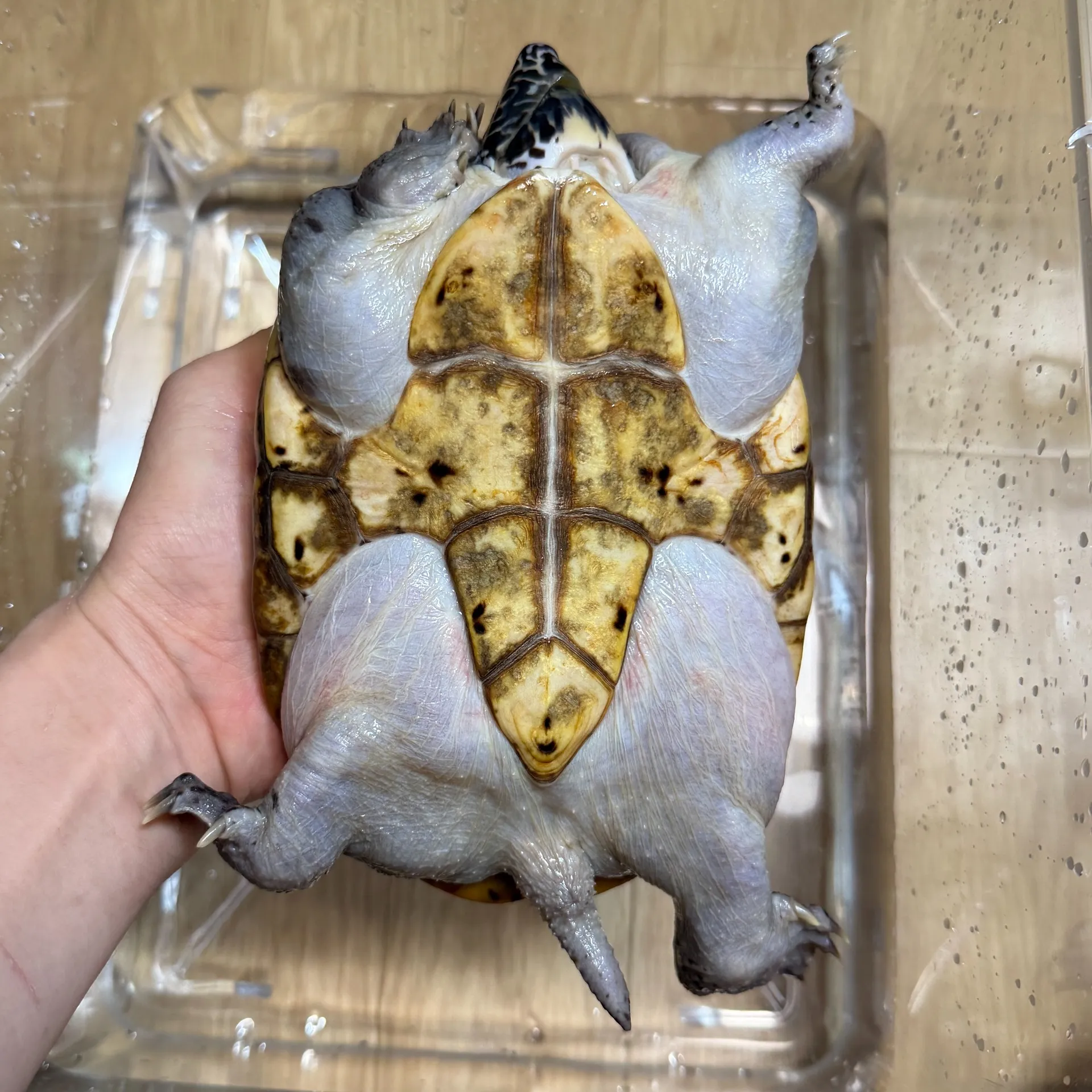 ジャイアントマスクタートル♀（17cm）