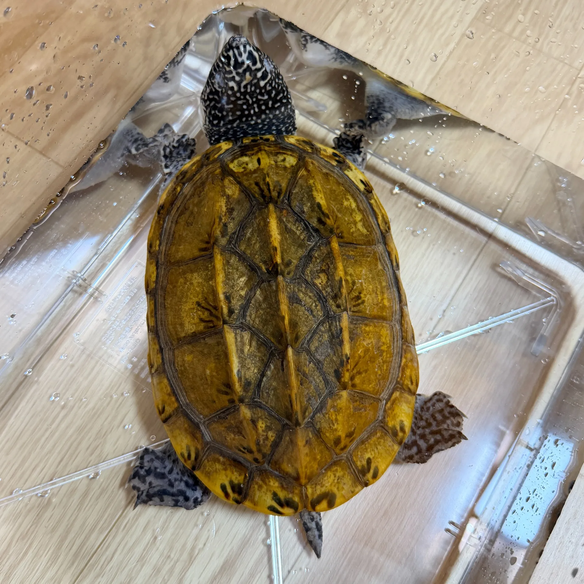 ジャイアントマスクタートル♀（17cm）