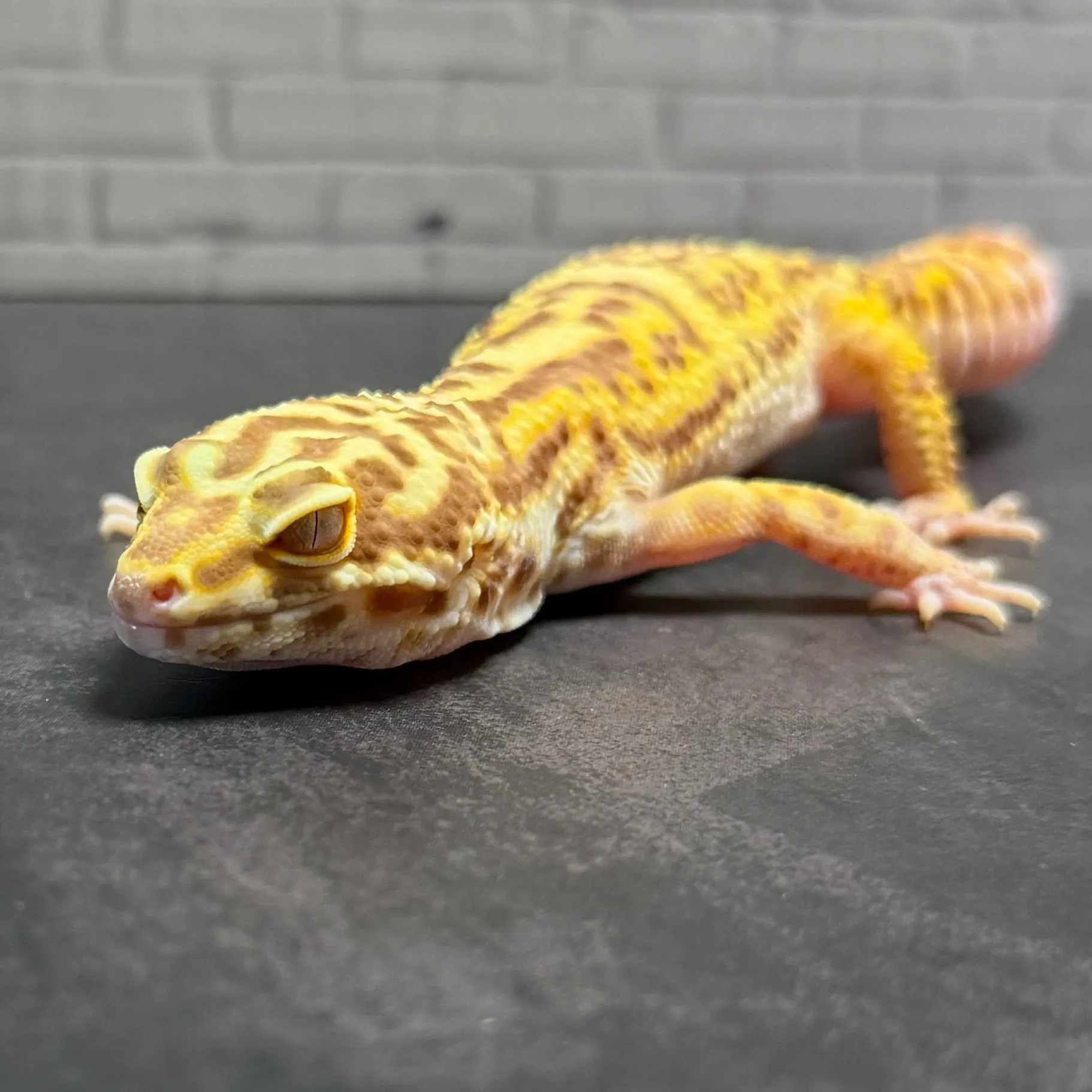 ヒョウモントカゲモドキ ベルアルビノ♀
