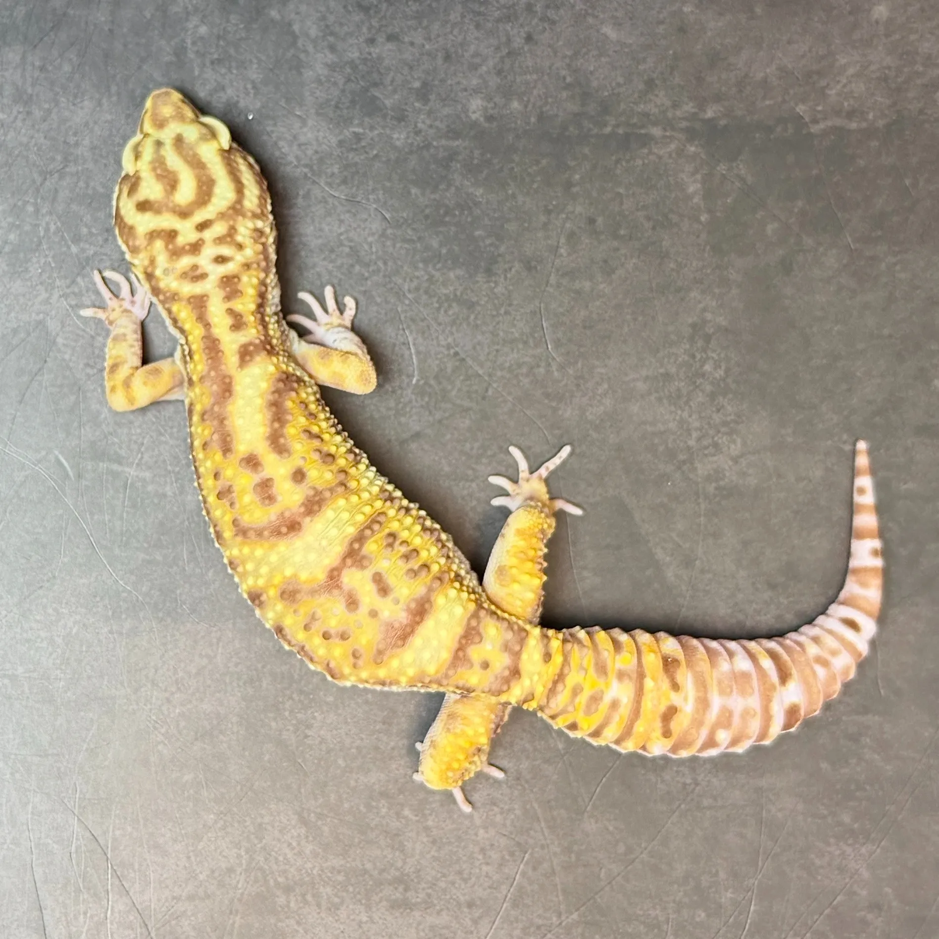 ヒョウモントカゲモドキ ベルアルビノ♀