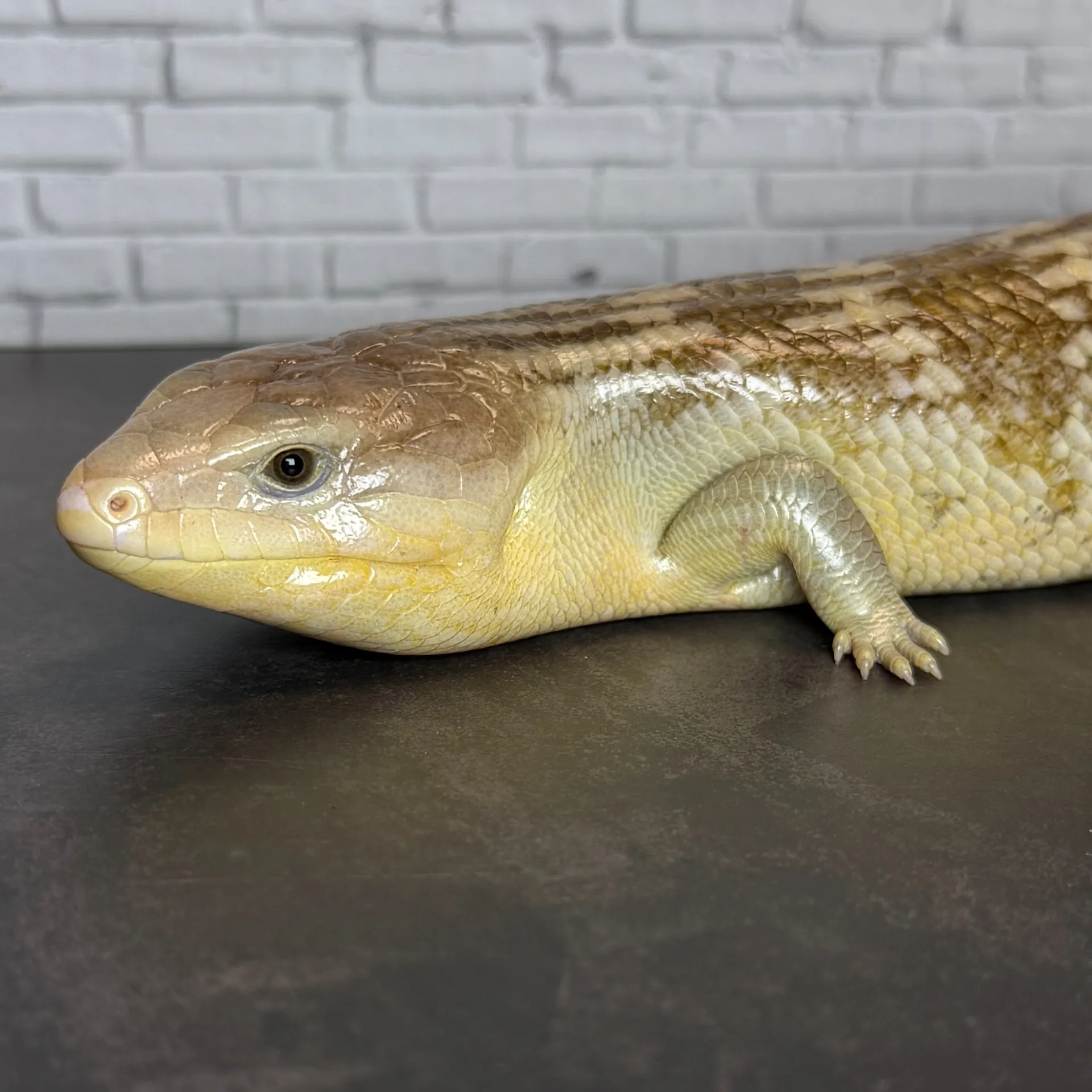 キメラアオジタトカゲ シルバータイプ（46cm）