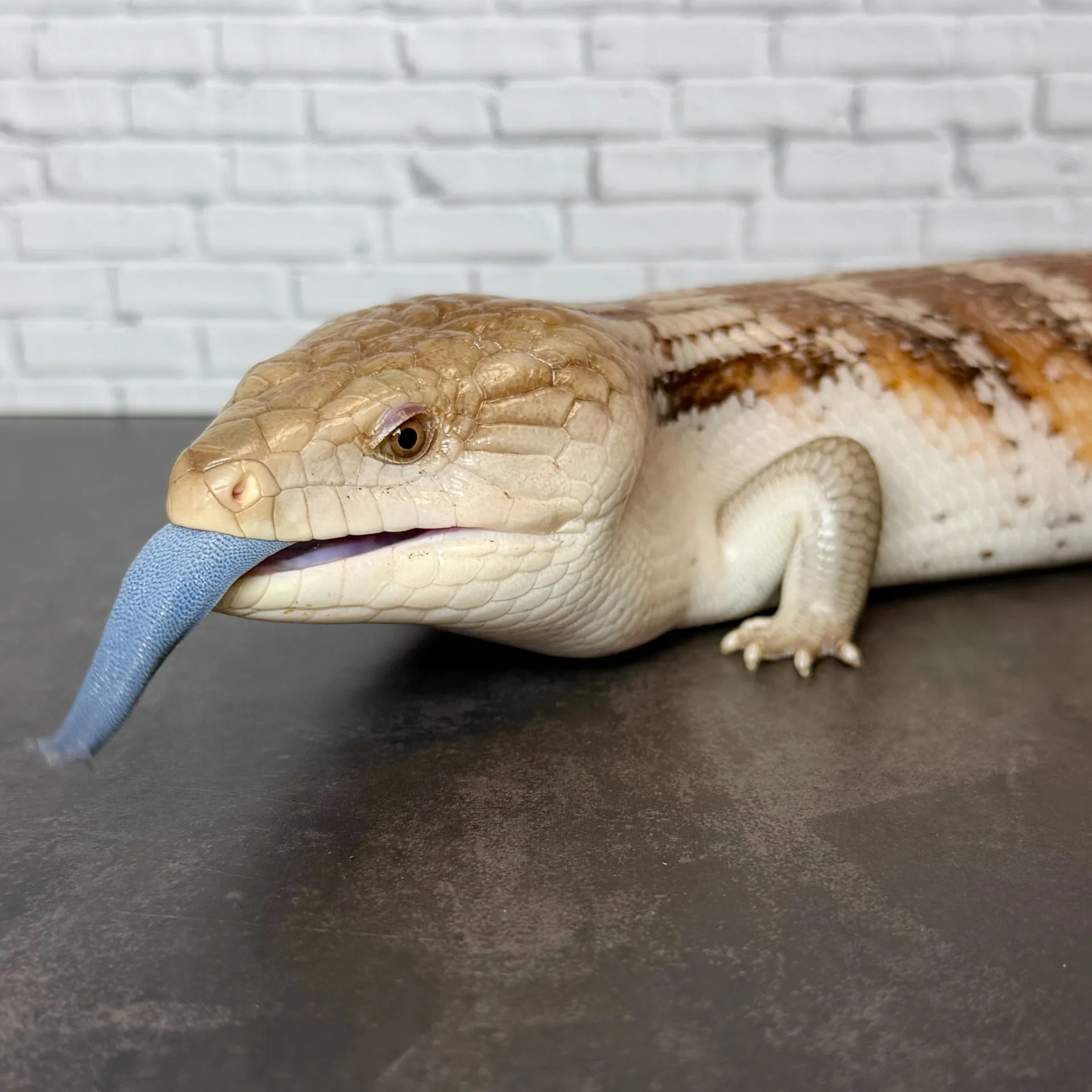 キタアオジタトカゲ（50cm）