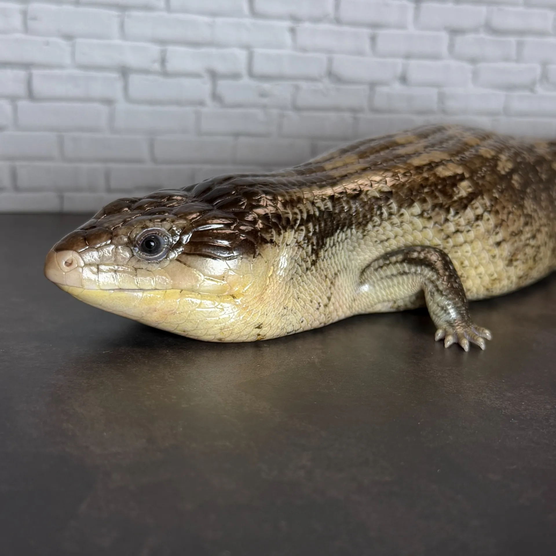 キメラアオジタトカゲ ブラックタイプ（47cm）