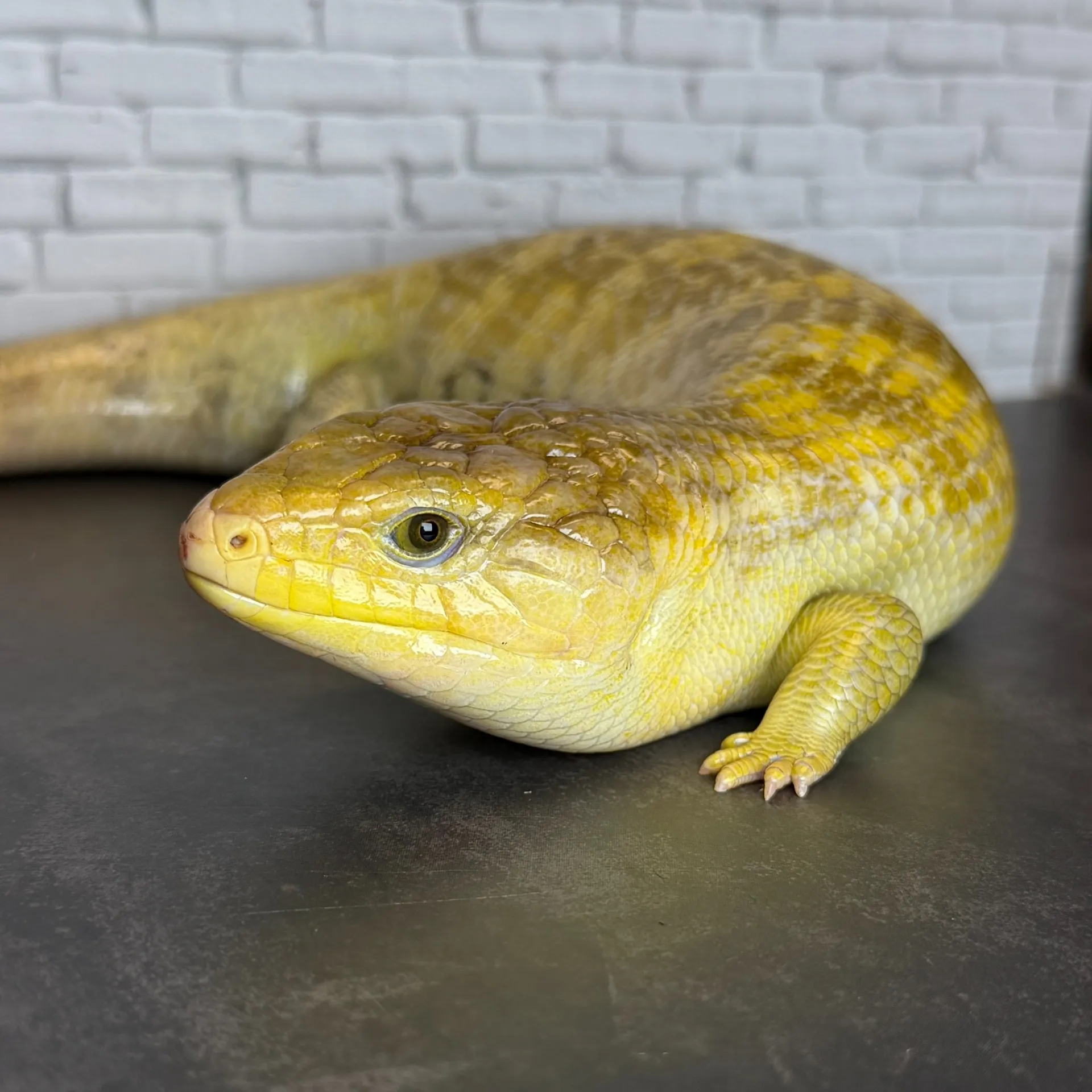 キメラアオジタトカゲ ゴールドタイプ（44cm）