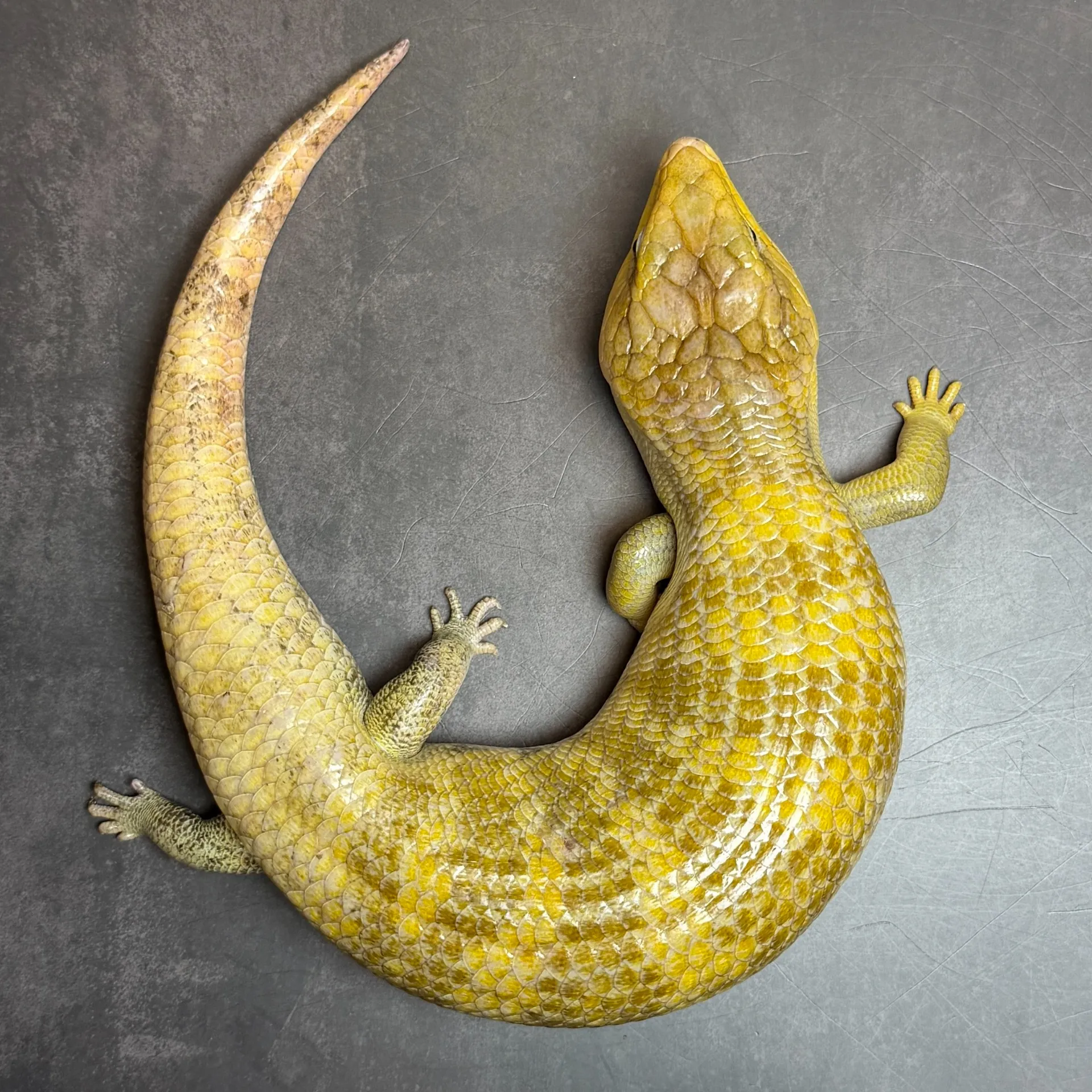 キメラアオジタトカゲ ゴールドタイプ（44cm）