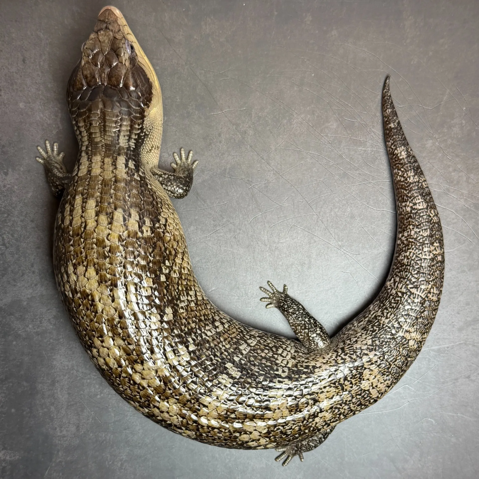 キメラアオジタトカゲ ブラックタイプ（47cm）