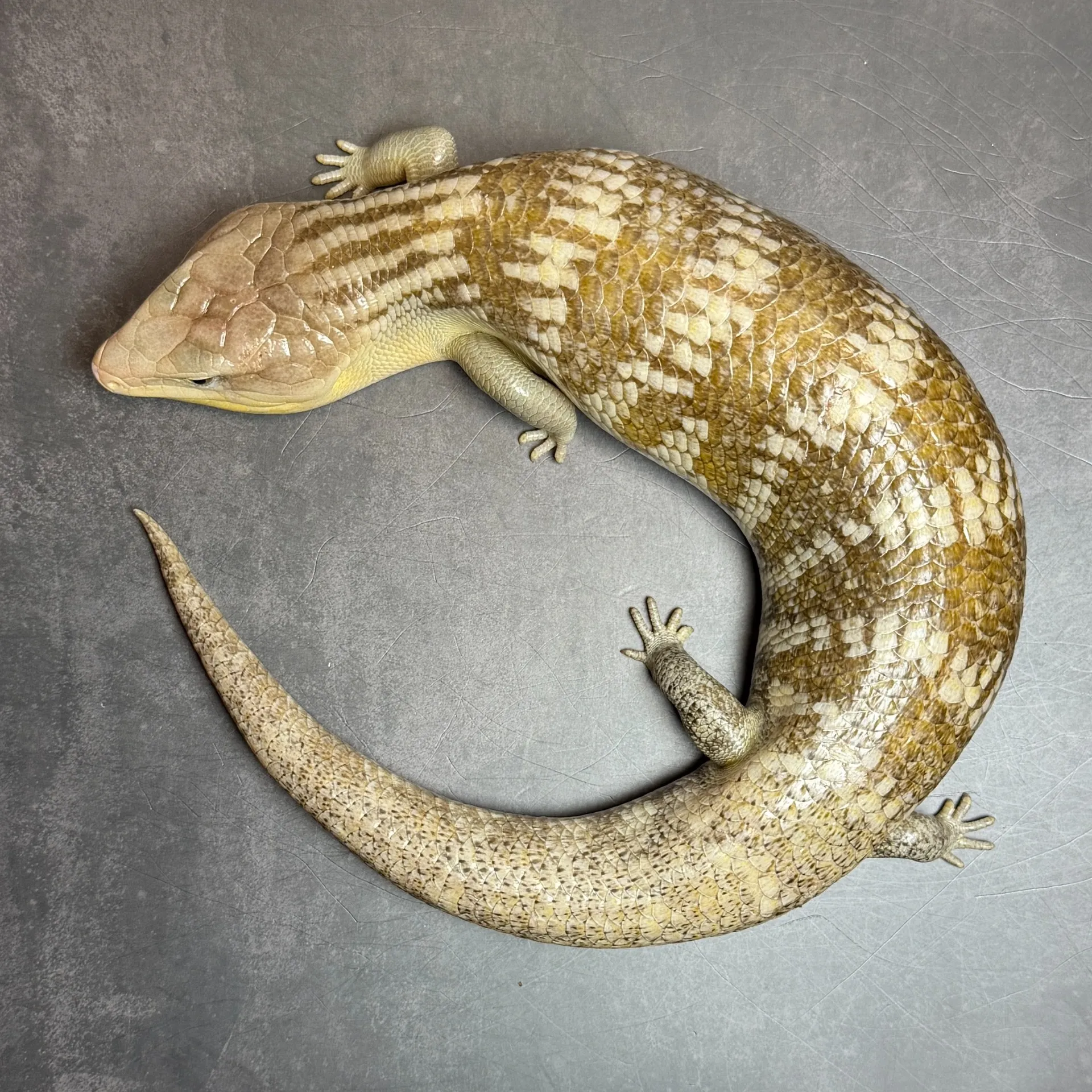 キメラアオジタトカゲ シルバータイプ（46cm）