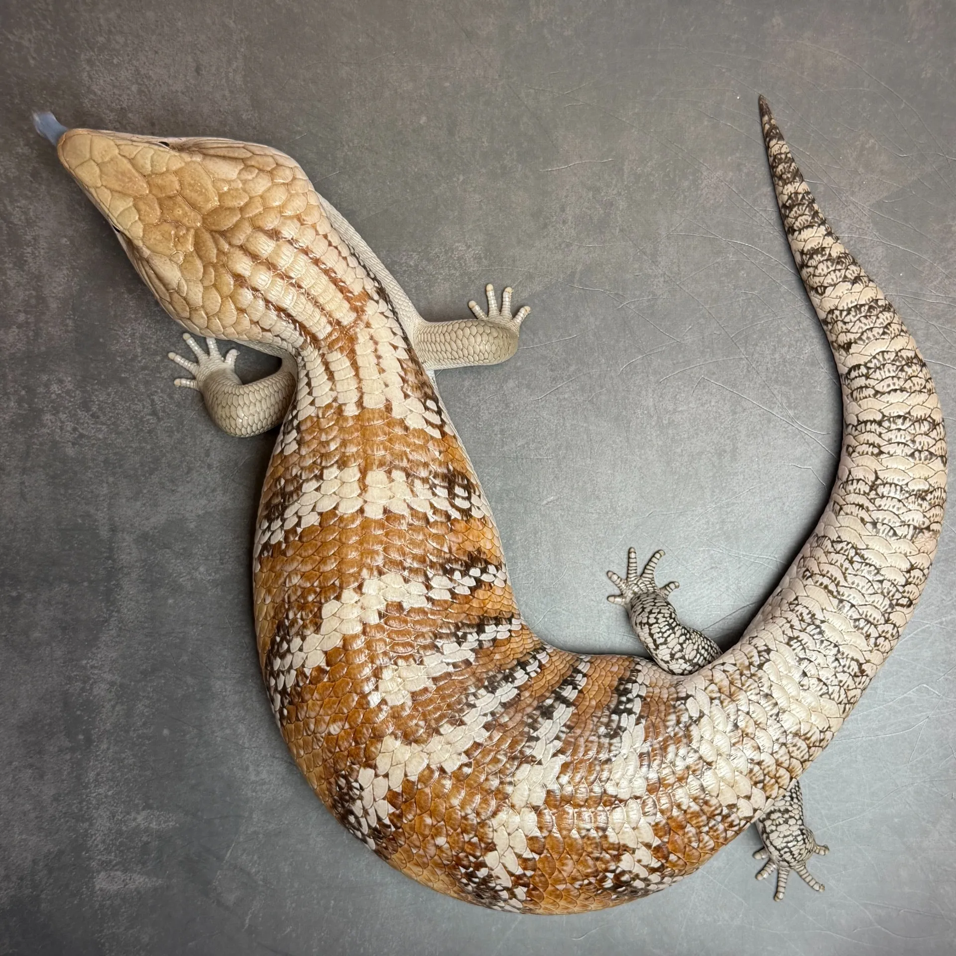 キタアオジタトカゲ（50cm）