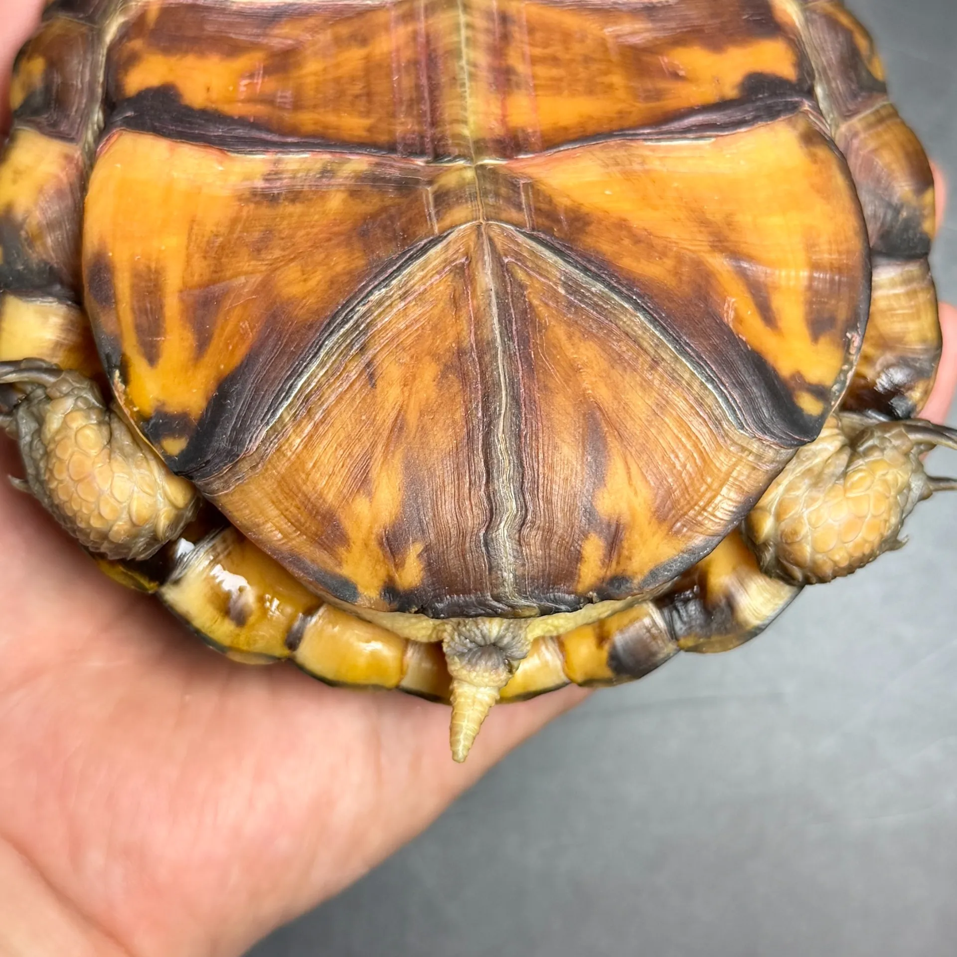 トウブハコガメ♀13cm