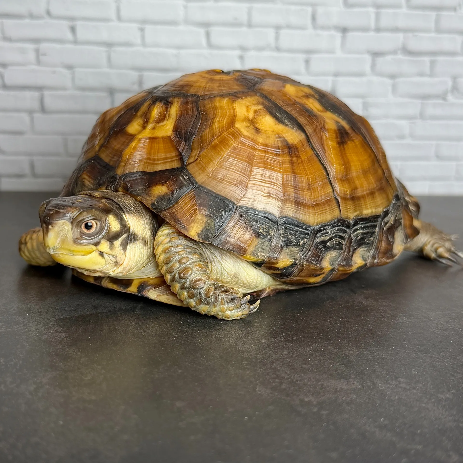 トウブハコガメ♀13cm
