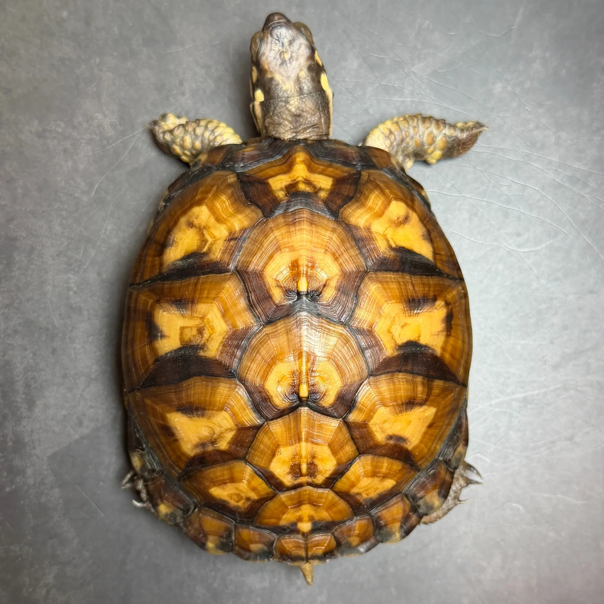 トウブハコガメ♀13cm