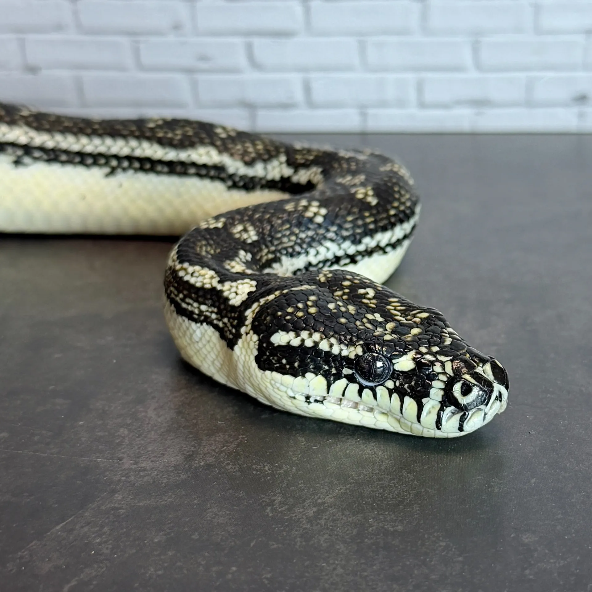 ダイヤモンドパイソン♂（180cm）